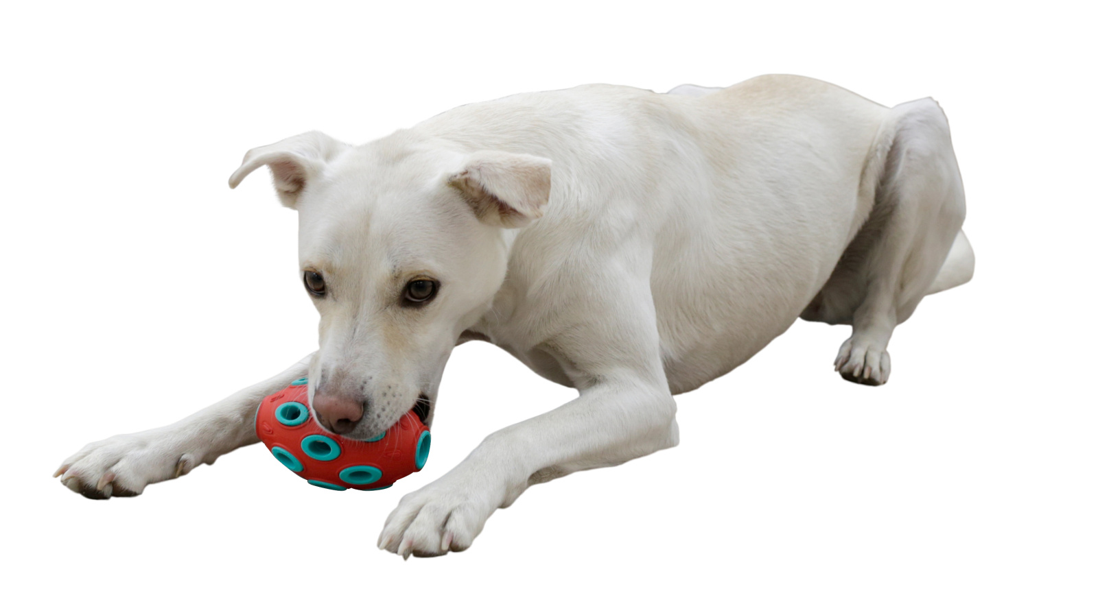 Kerbl Pet Rugby ToyFastic gioco cane riempibile snack