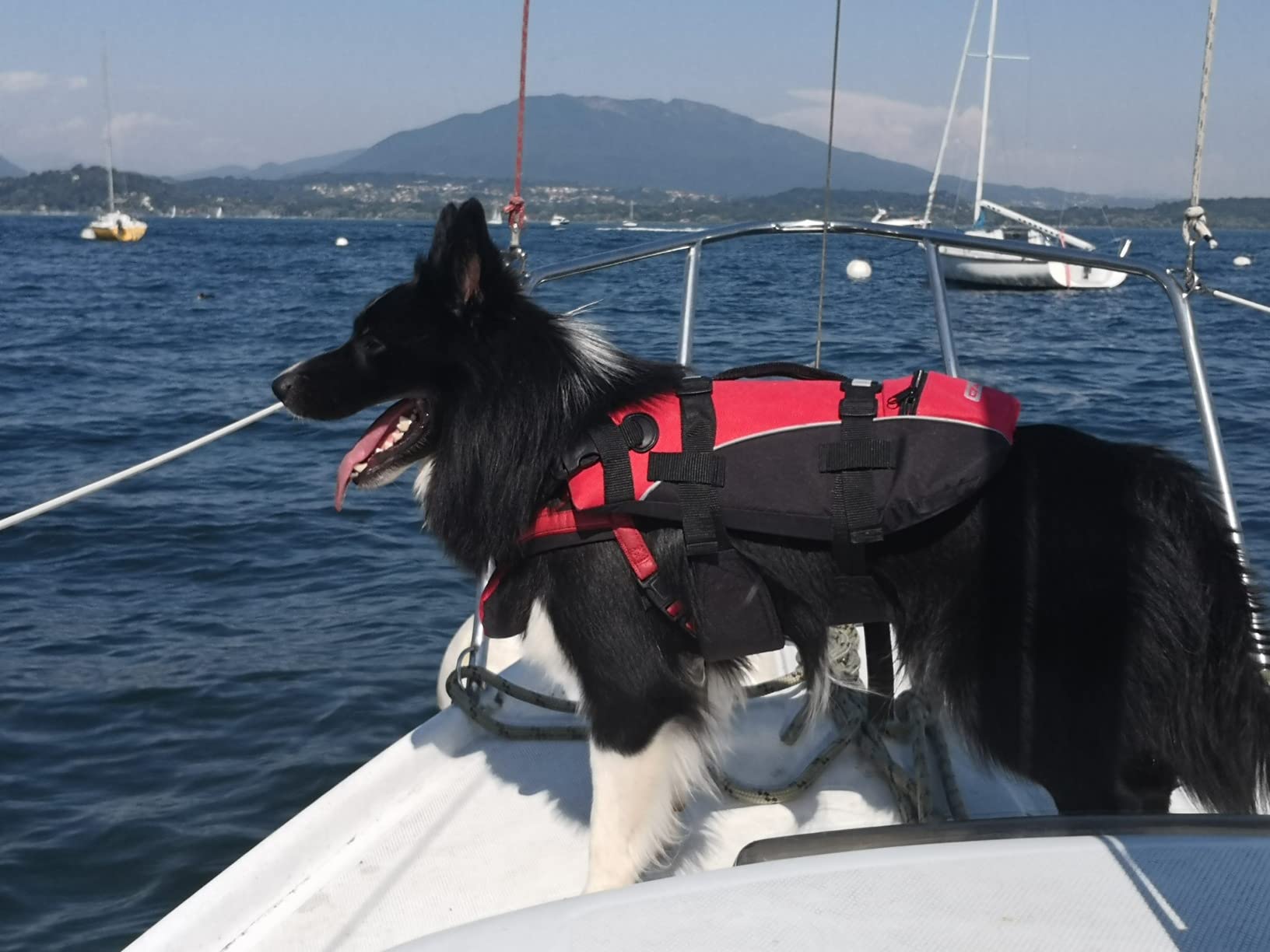 EzyDog Dog Life Jackets DFD salvagente cane L rosso