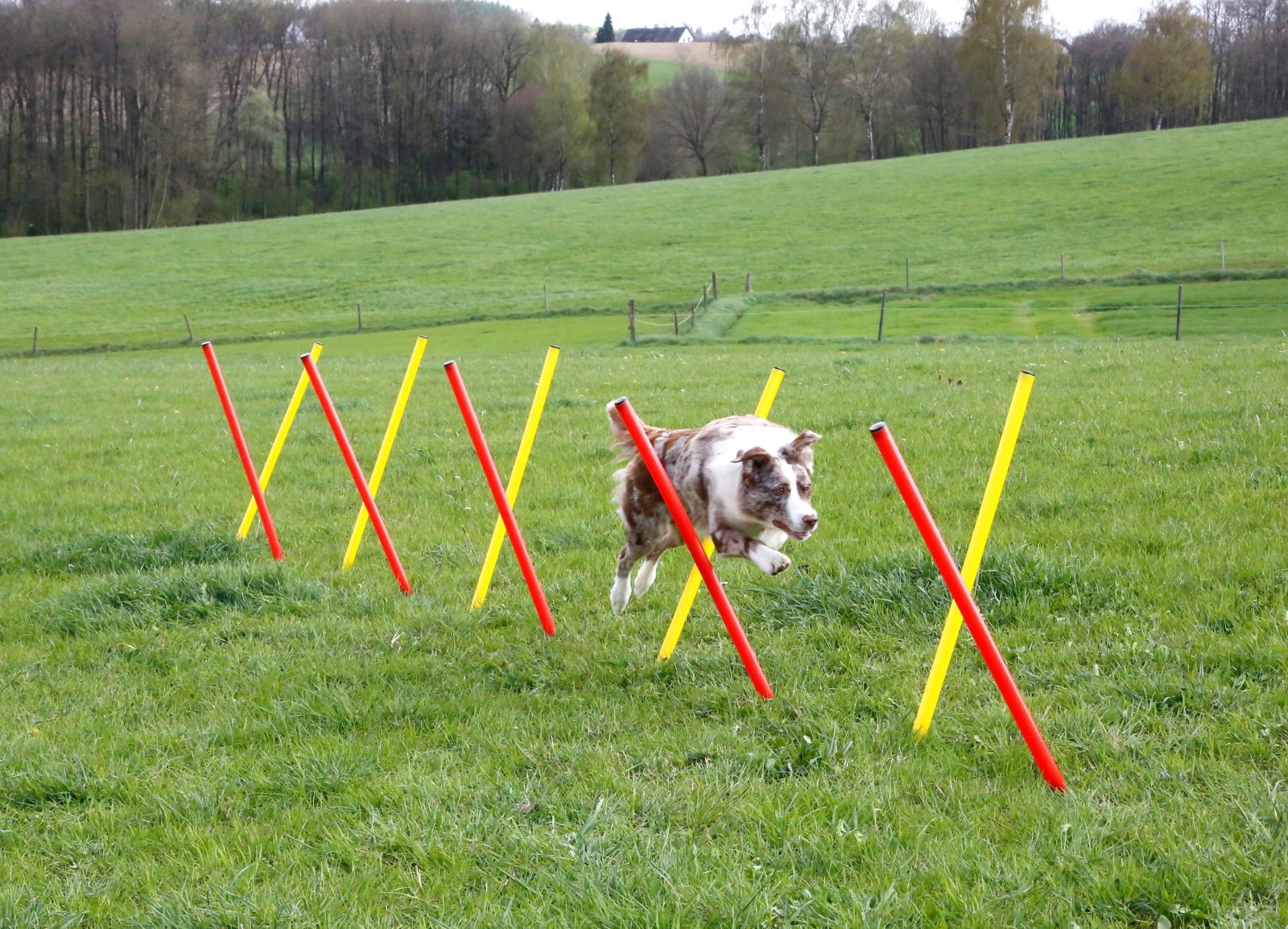 Kerbl Complete Set Agility Cane con Anello Salto Slalom