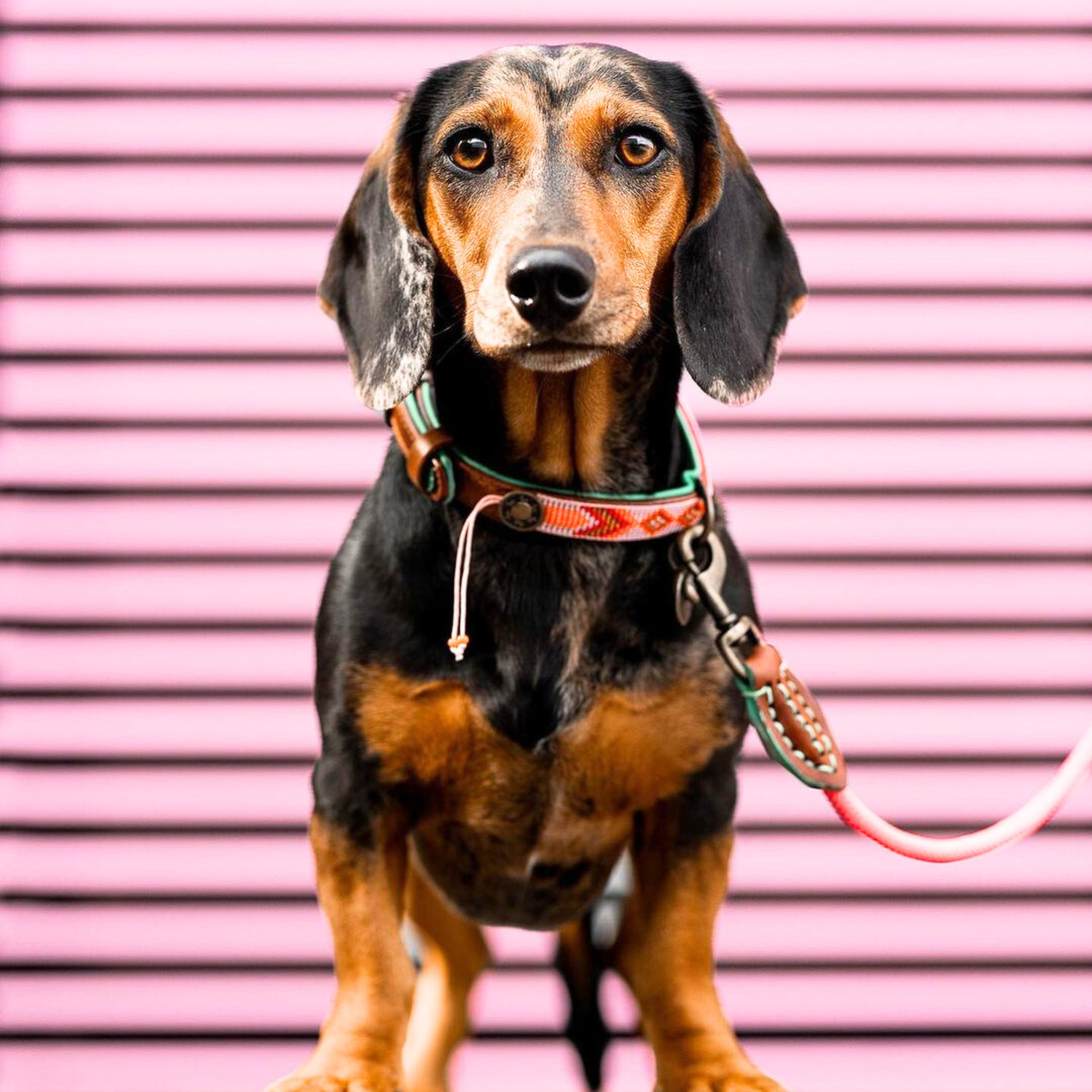 Dog with a Mission Sweet Mae Collare Cane XXS Marrone Rosa 22-24cm