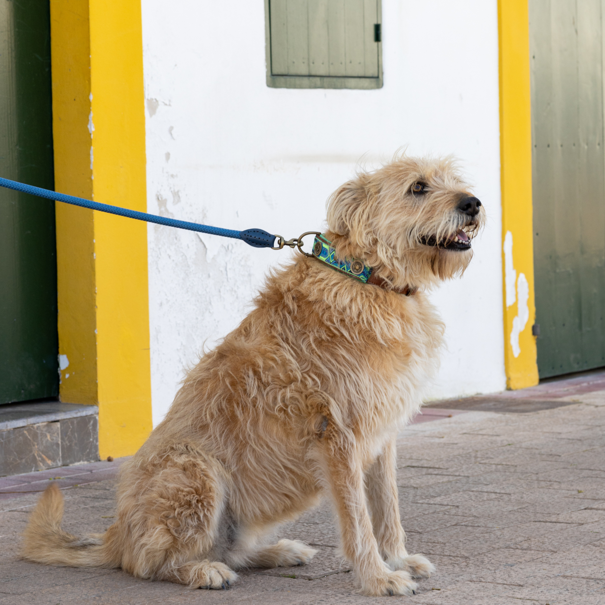 Dog with a Mission Boho Juan Collare XL blu 48-57 cm