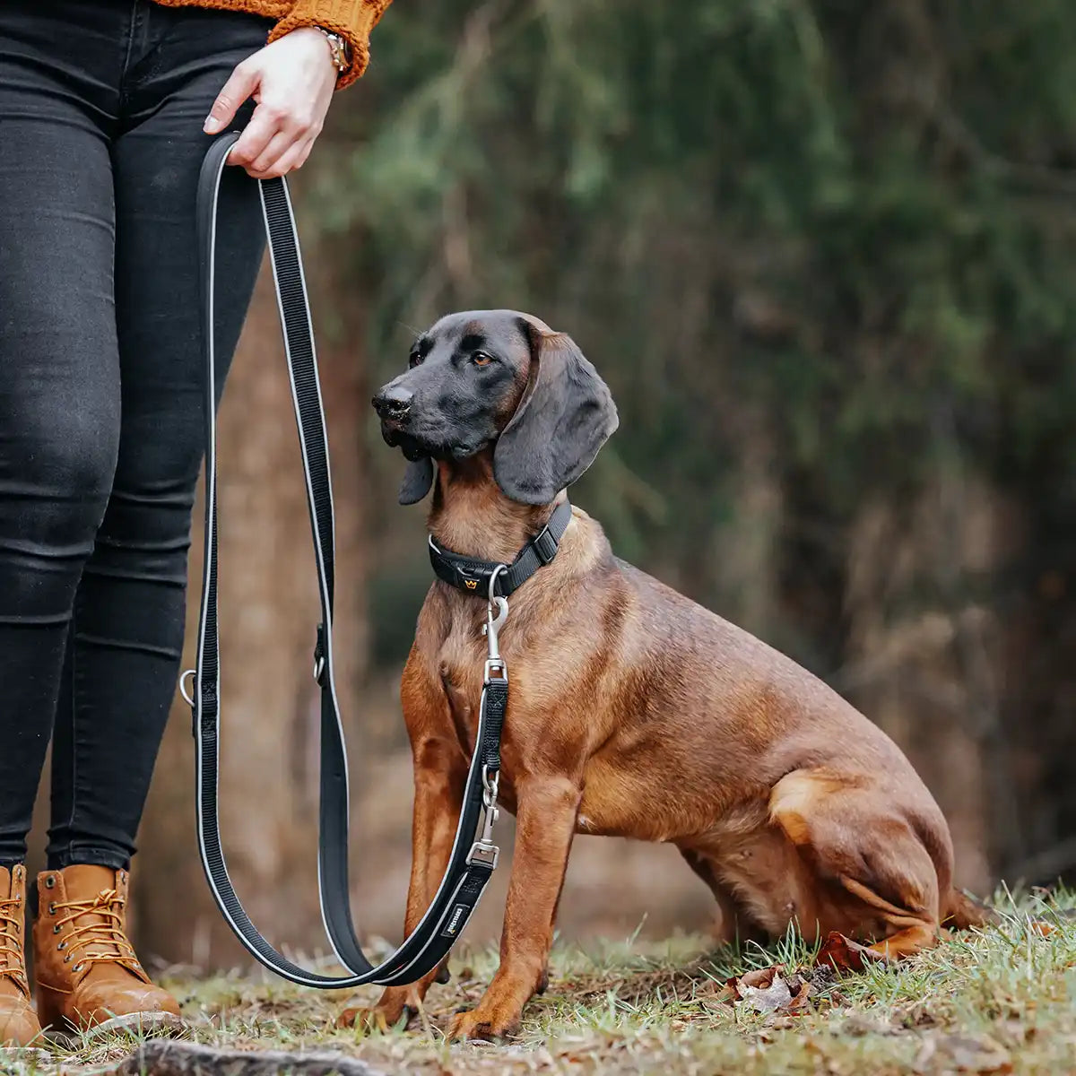 Rudelkönig Bundles Paola set cane Nero pettorina guinzaglio collare