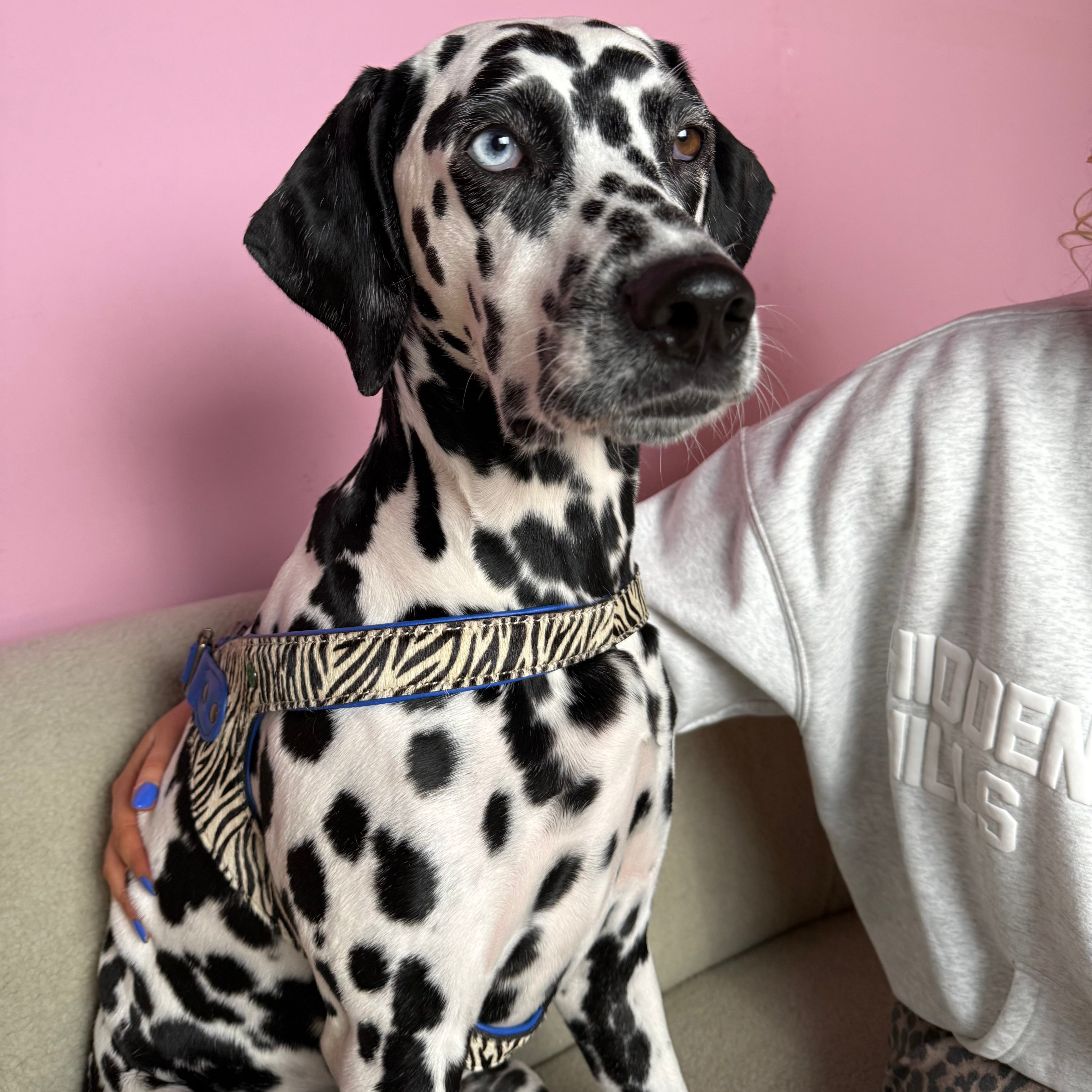 Dog with a Mission Dandy pettorina cane 9 zebra pelle