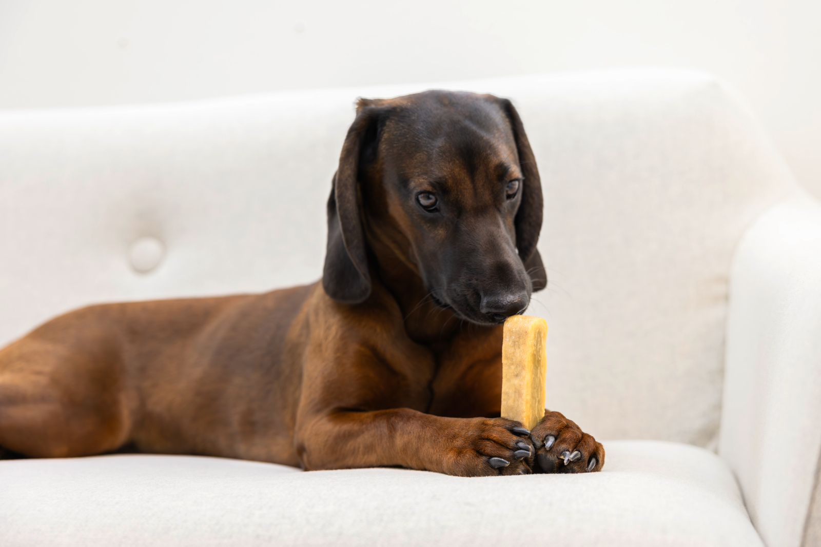 Kerbl Dog Chewing Cheese snack formaggio cane