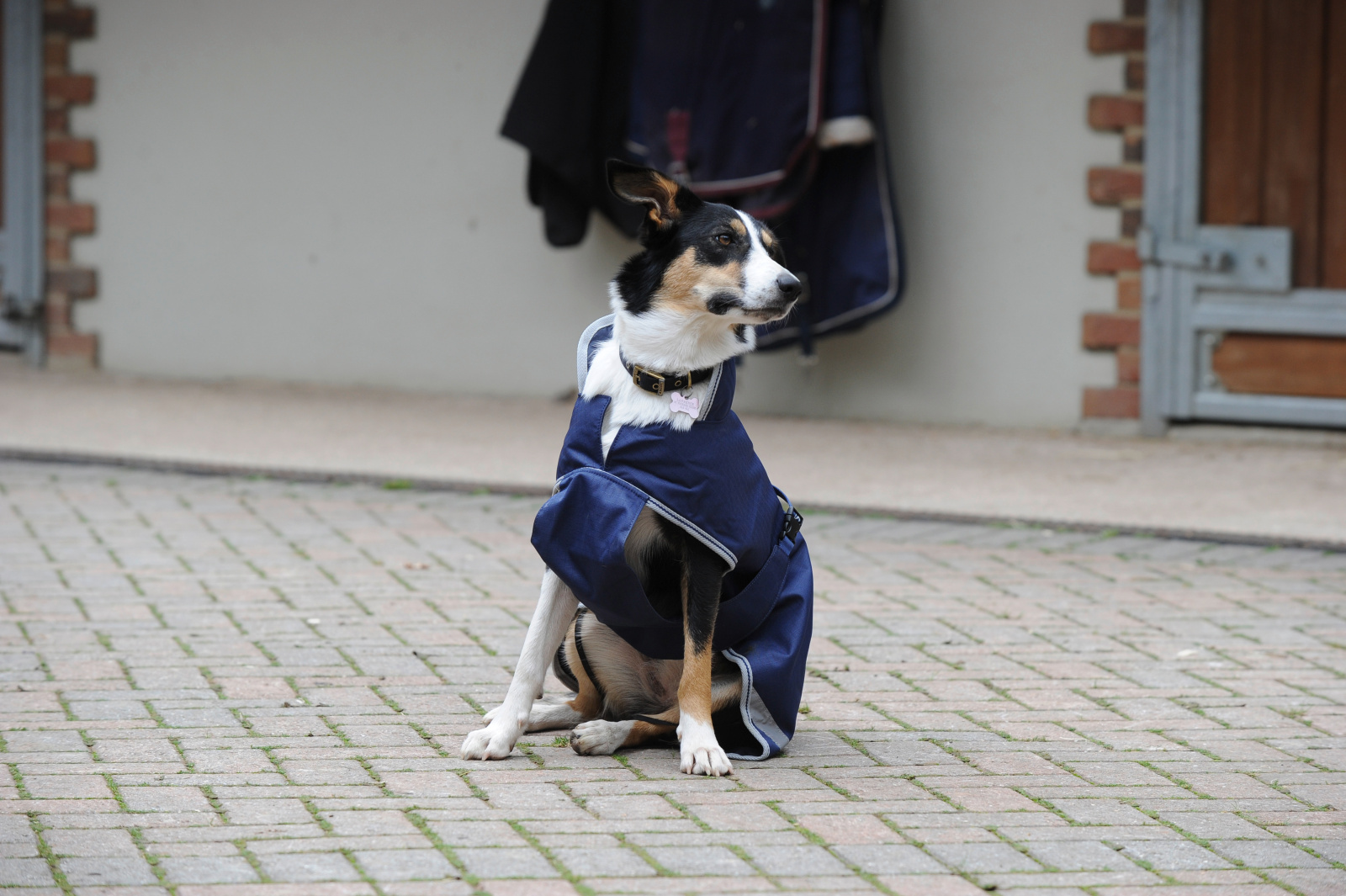 Kerbl Pet Dog Coat Freedom cappotto per cani impermeabile