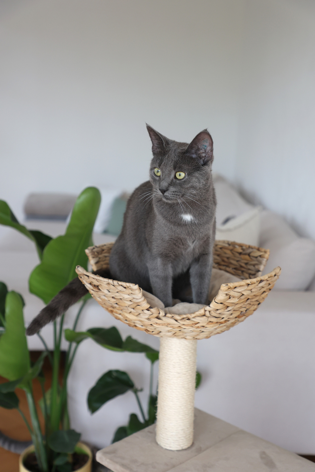 Kerbl Pet Jade albero tiragraffi gatto foglia banana con cuccia