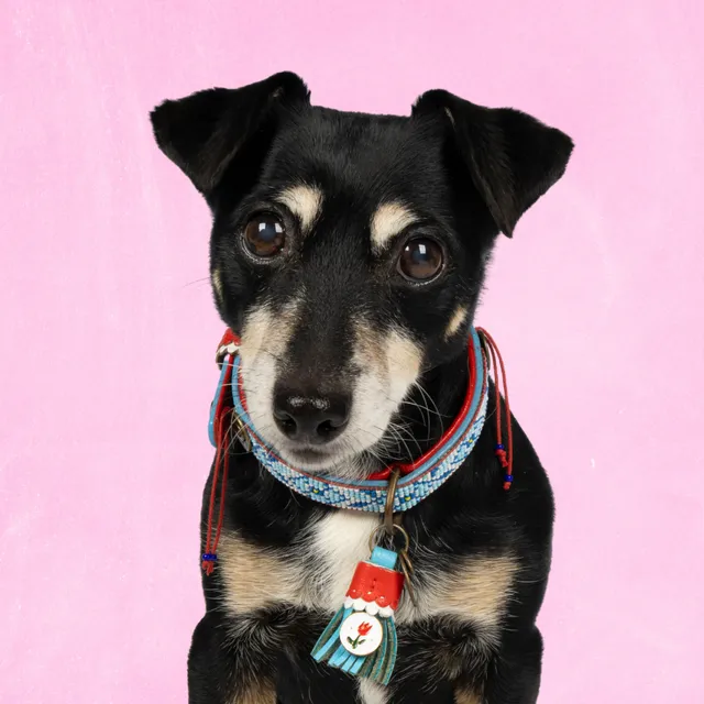 Dog with a Mission Dutchie S collare perline blu 30-33 cm