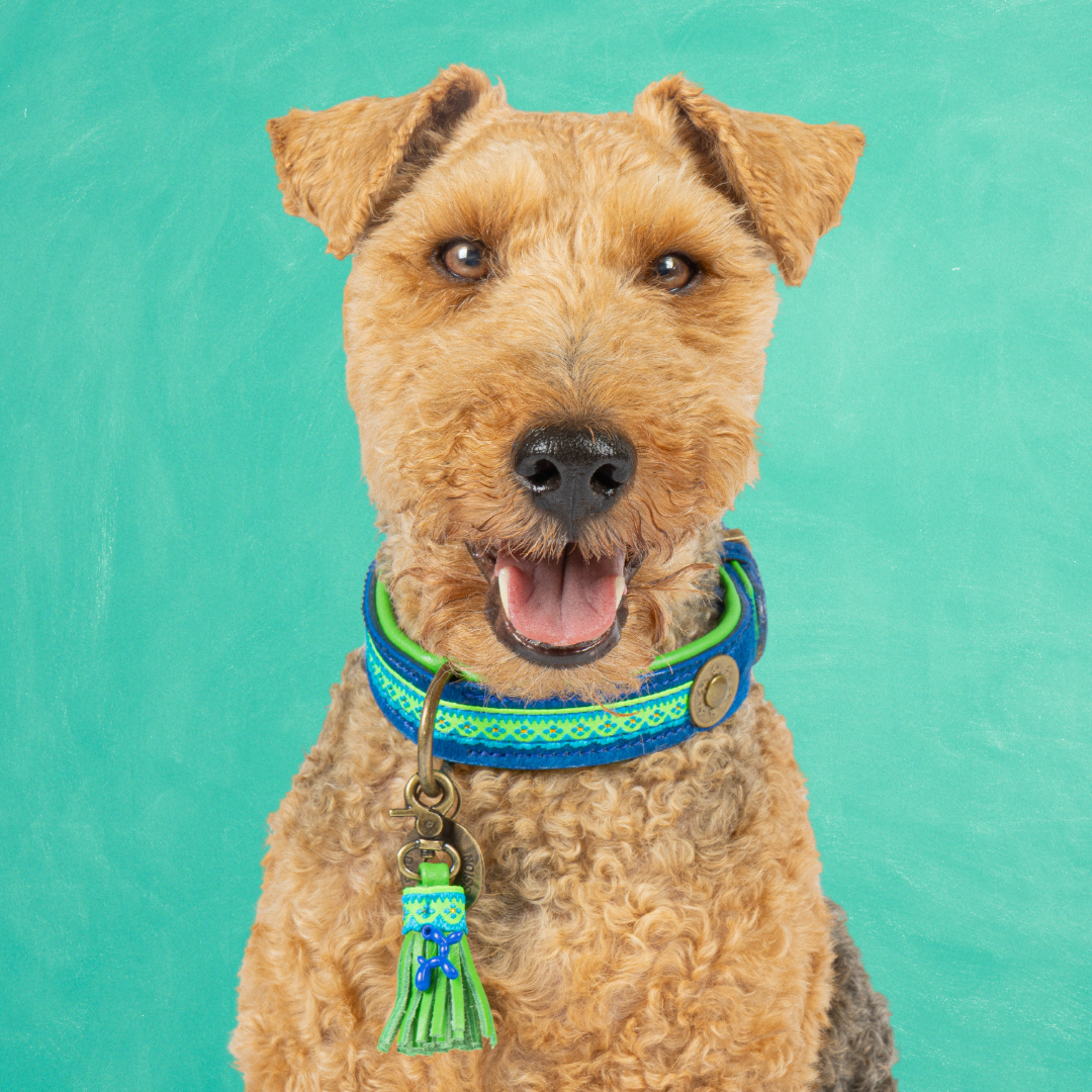 Dog with a Mission Zula collare cane blu S 30-33 cm