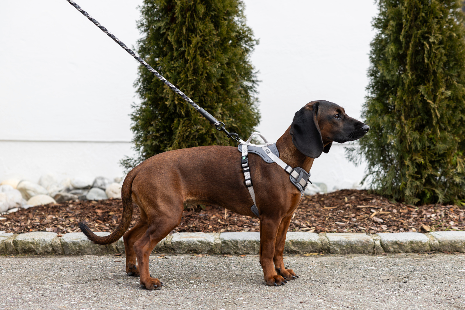 Kerbl Dog Leashes Harness Fitty pettorina cane nylon