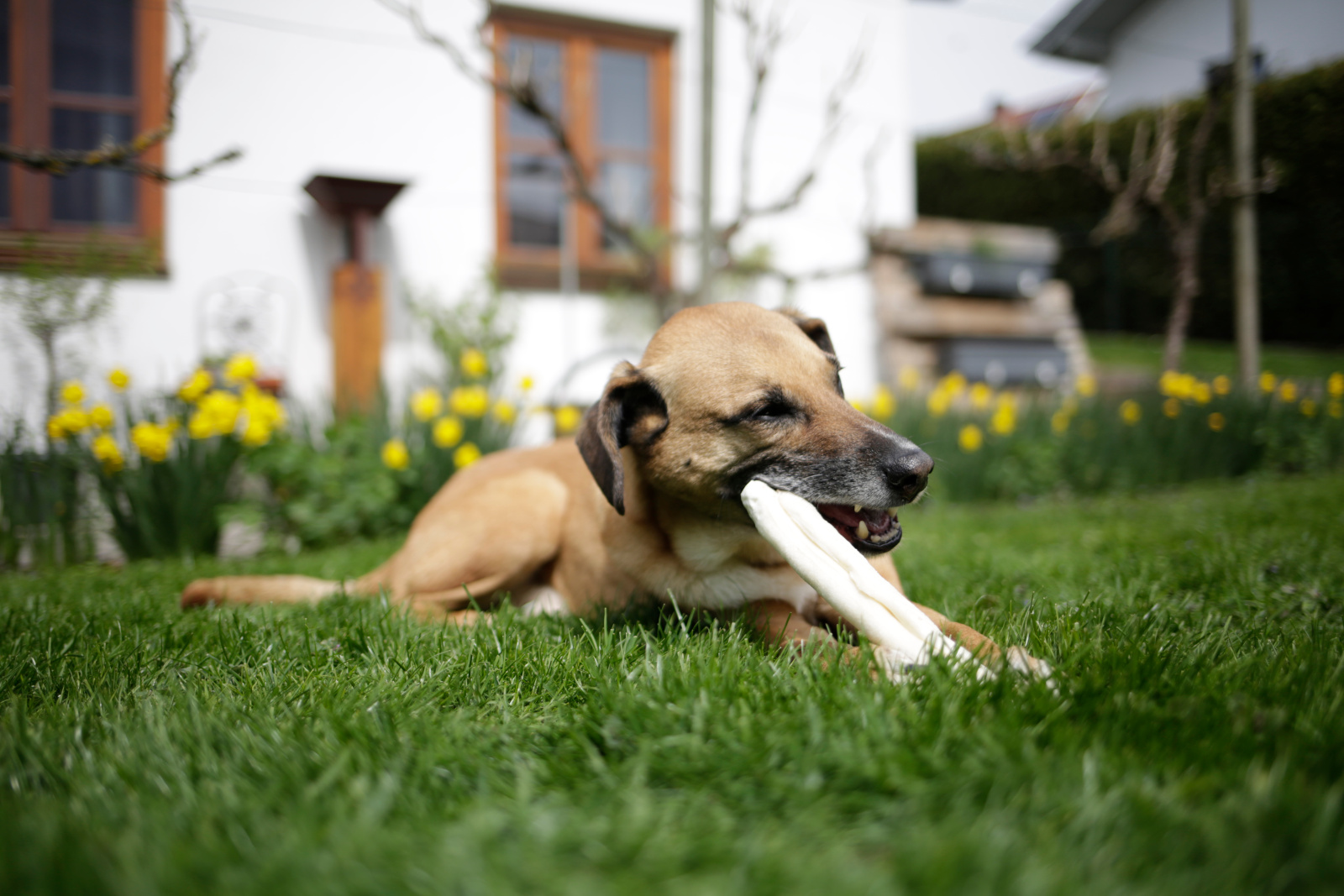 Kerbl Pet Chew Roll snack cane pelle bovina essiccata