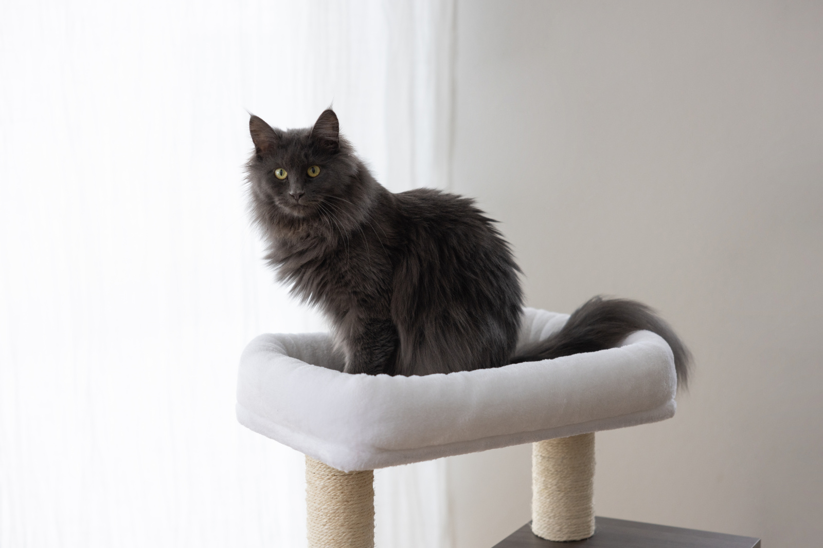 Kerbl Cat Tree Flair tiragraffi per gatti con cuccia