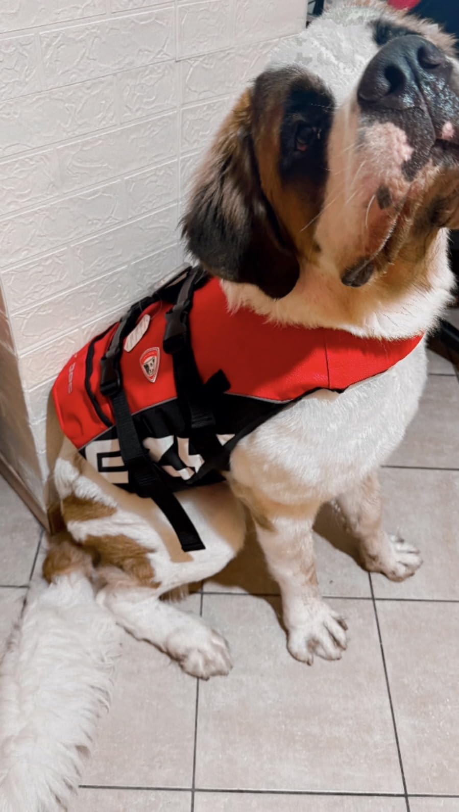 EzyDog Dog Life Jackets DFD salvagente cane L rosso
