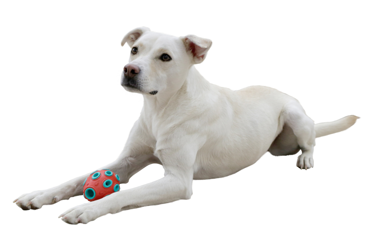 Kerbl Pet Rugby ToyFastic gioco cane riempibile snack