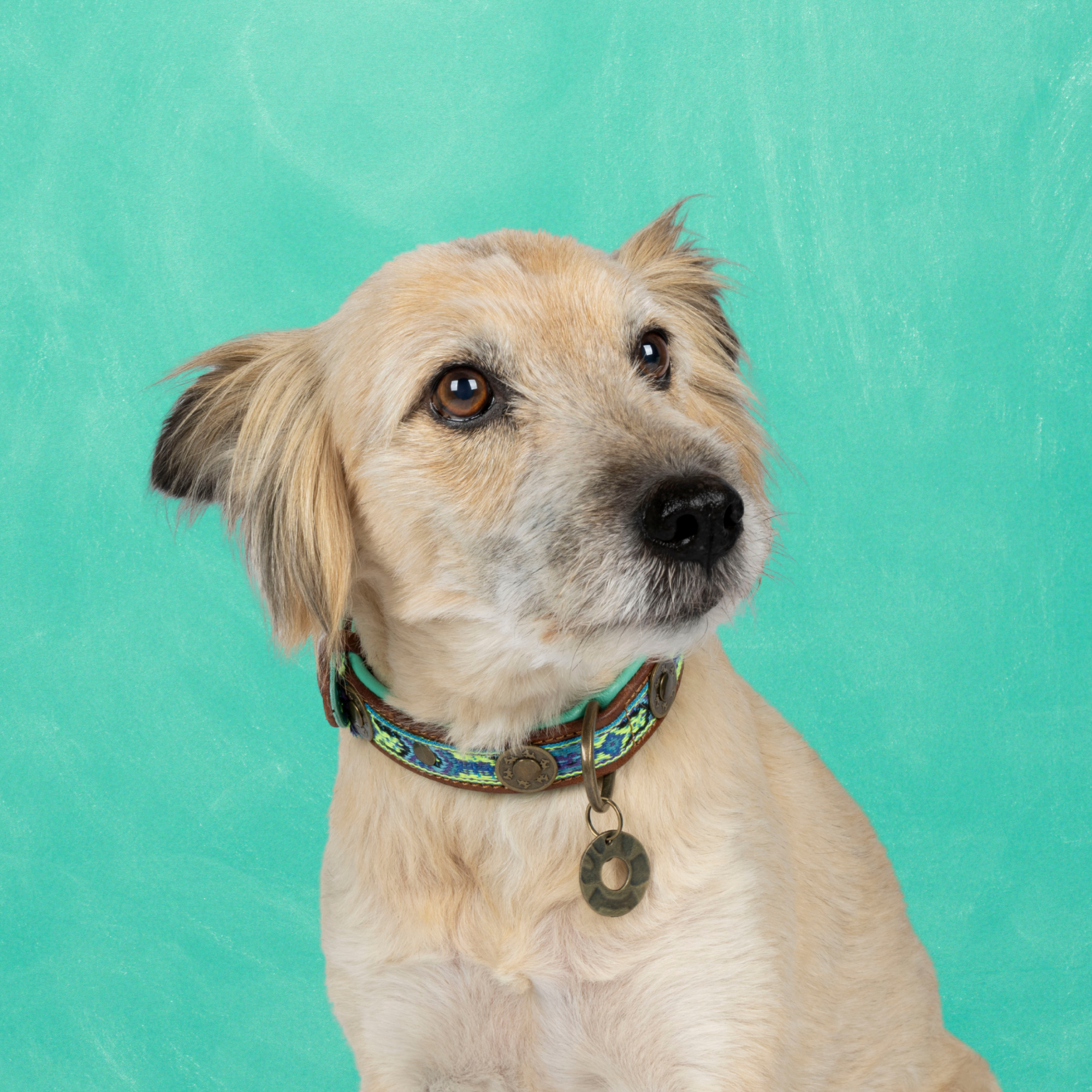 Dog with a Mission Boho Juan collare cane pelle blu S 30-33 cm