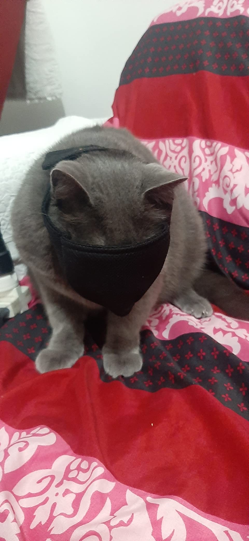OHCOZZY Museruola Gatto S Nera Rete Traspirante