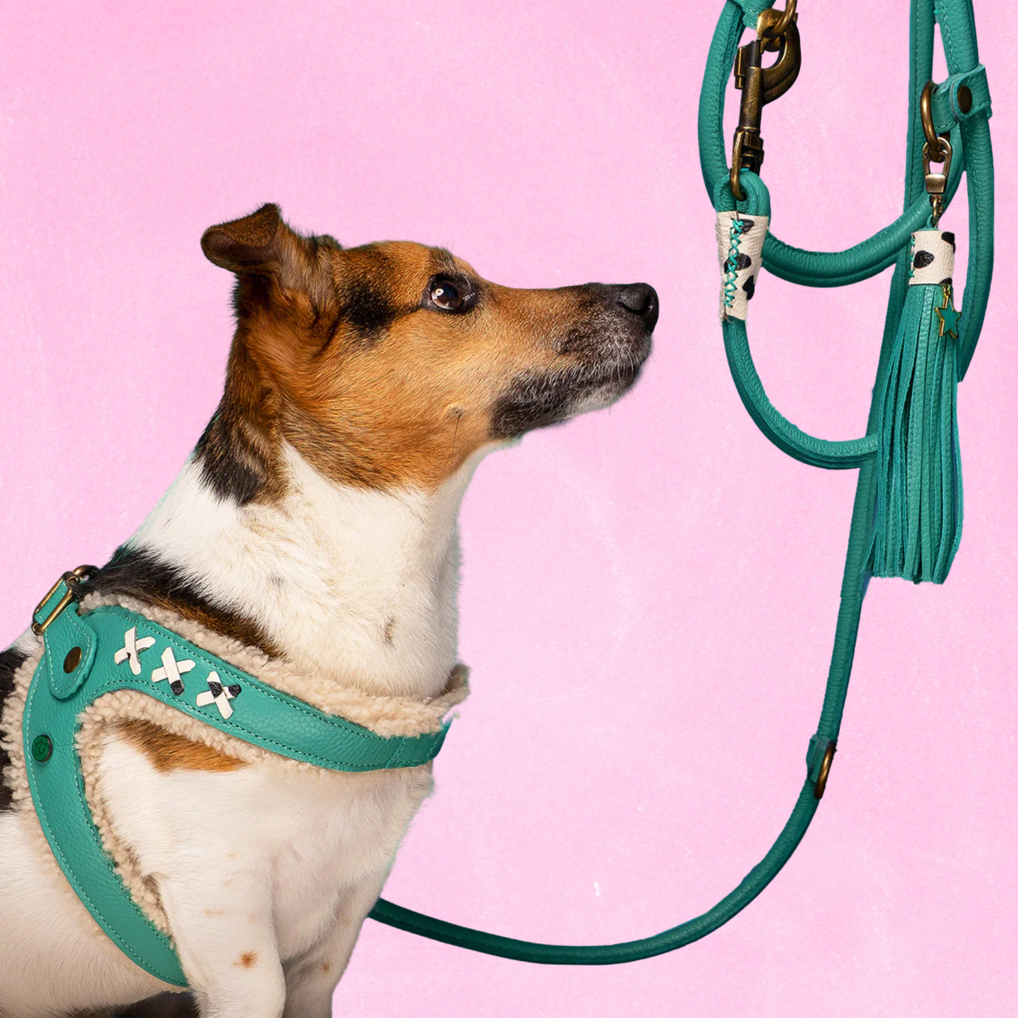 Dog with a Mission Frenkie pettorina cane 8 turchese 62,5-69 cm