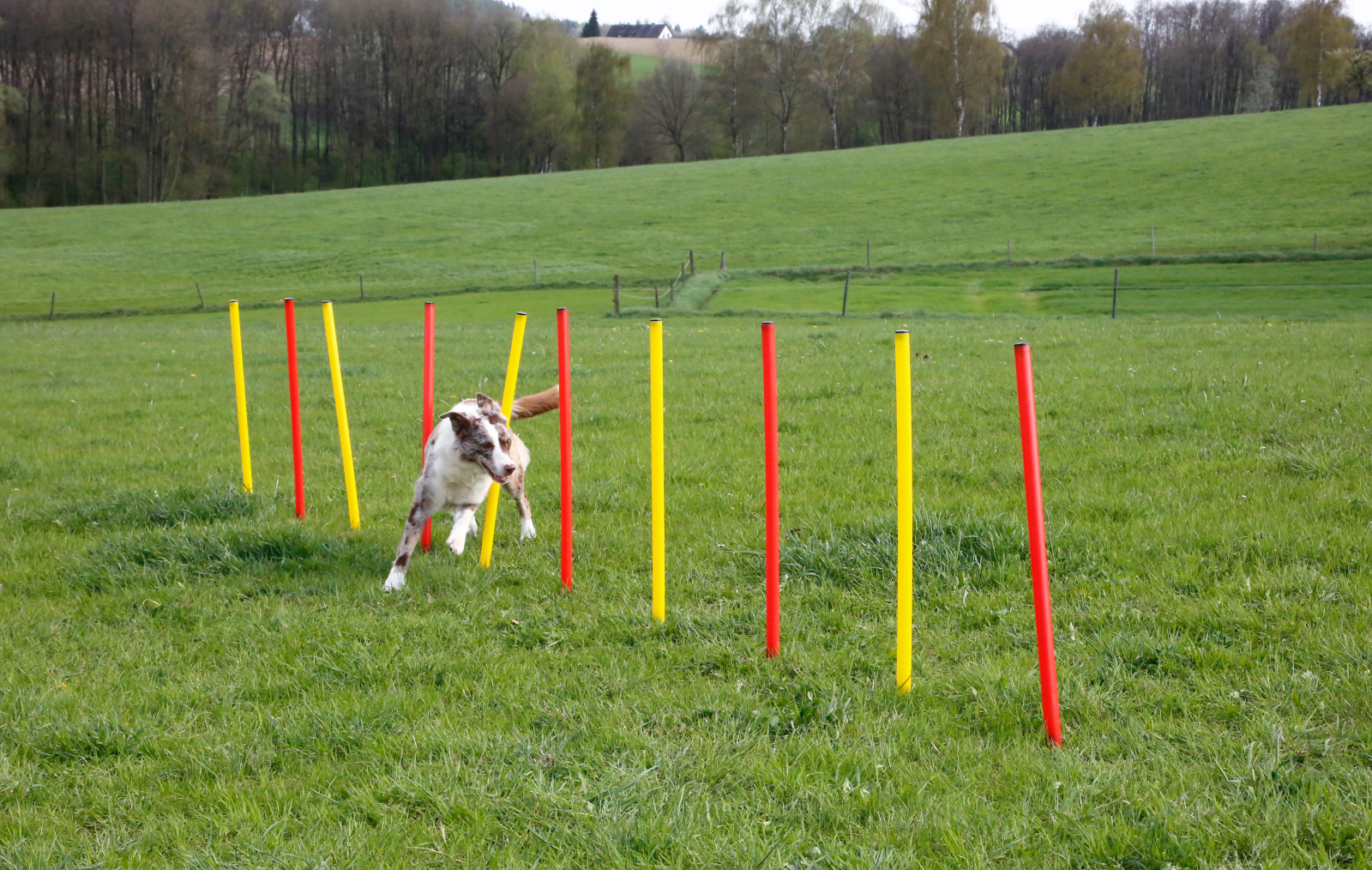 Kerbl Complete Set Agility Cane con Anello Salto Slalom