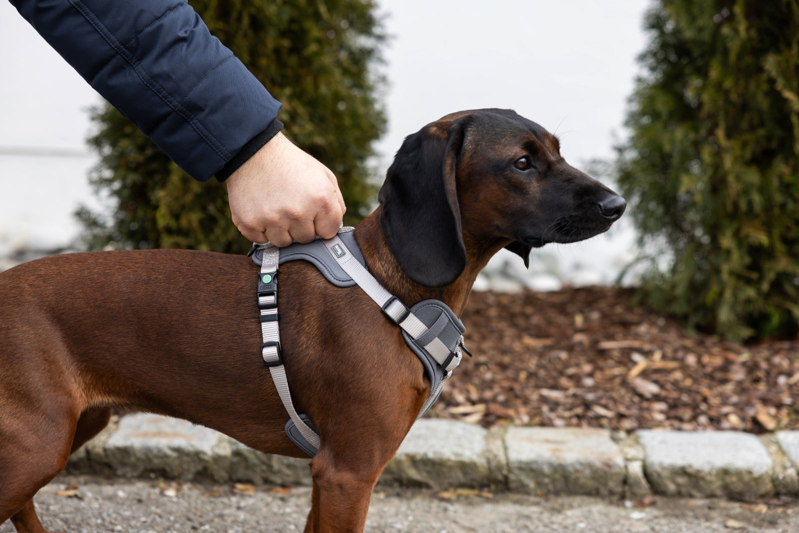 Kerbl Dog Leashes Harness Fitty pettorina cane nylon