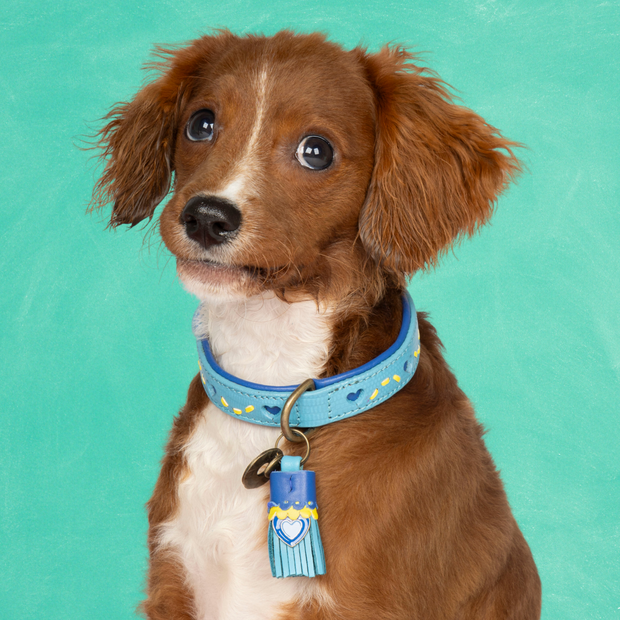 Dog with a Mission Sky collare cane pelle azzurra XS cuori