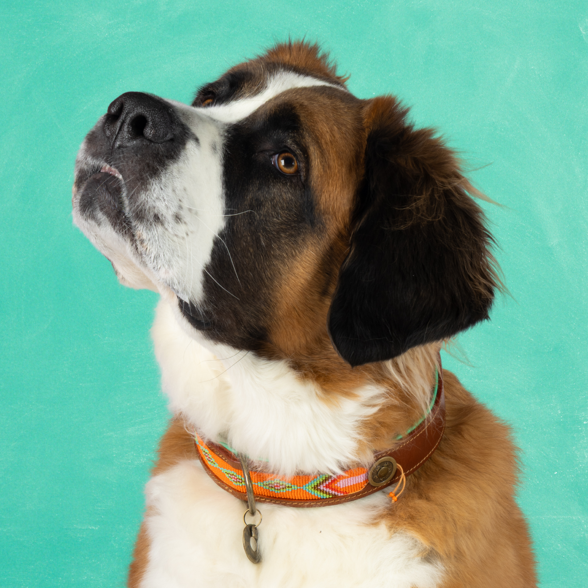 Dog with a Mission Tiger Lily collare cane XXL 58-65 cm arancio