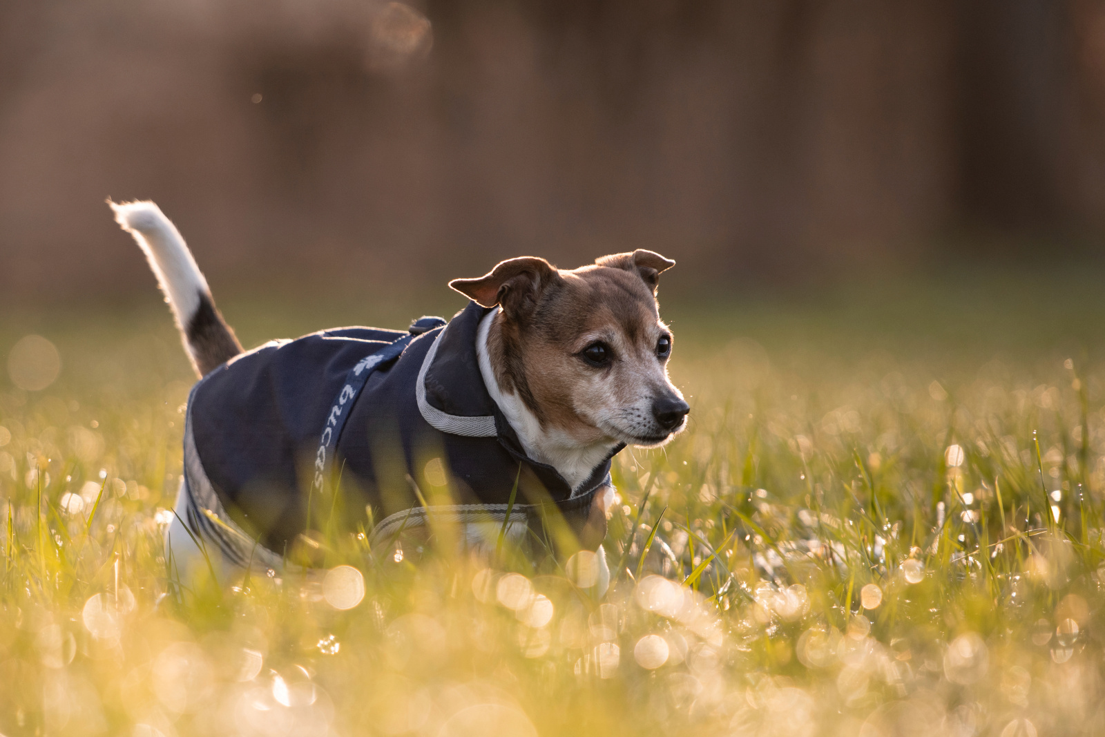 Kerbl Pet Dog Coat Freedom cappotto per cani impermeabile