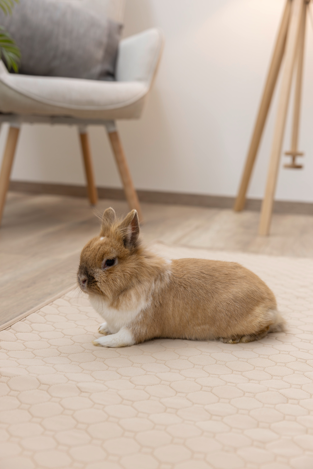 Kerbl Pet Washable Urine Pad tappetino conigli lavabile