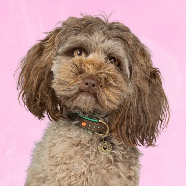 Dog with a Mission Urban Joplin collare cane XS 25-29 cm pelle