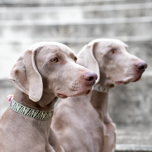 Toscani Vasari Collare per Cani Nero Lurex Oro Rosa