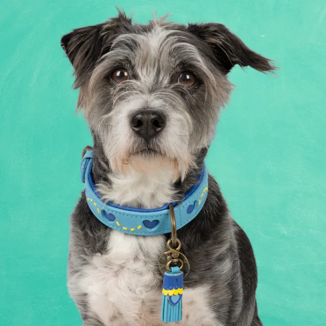 Dog with a Mission Sky Collare cane S azzurro cuori 30-33 cm