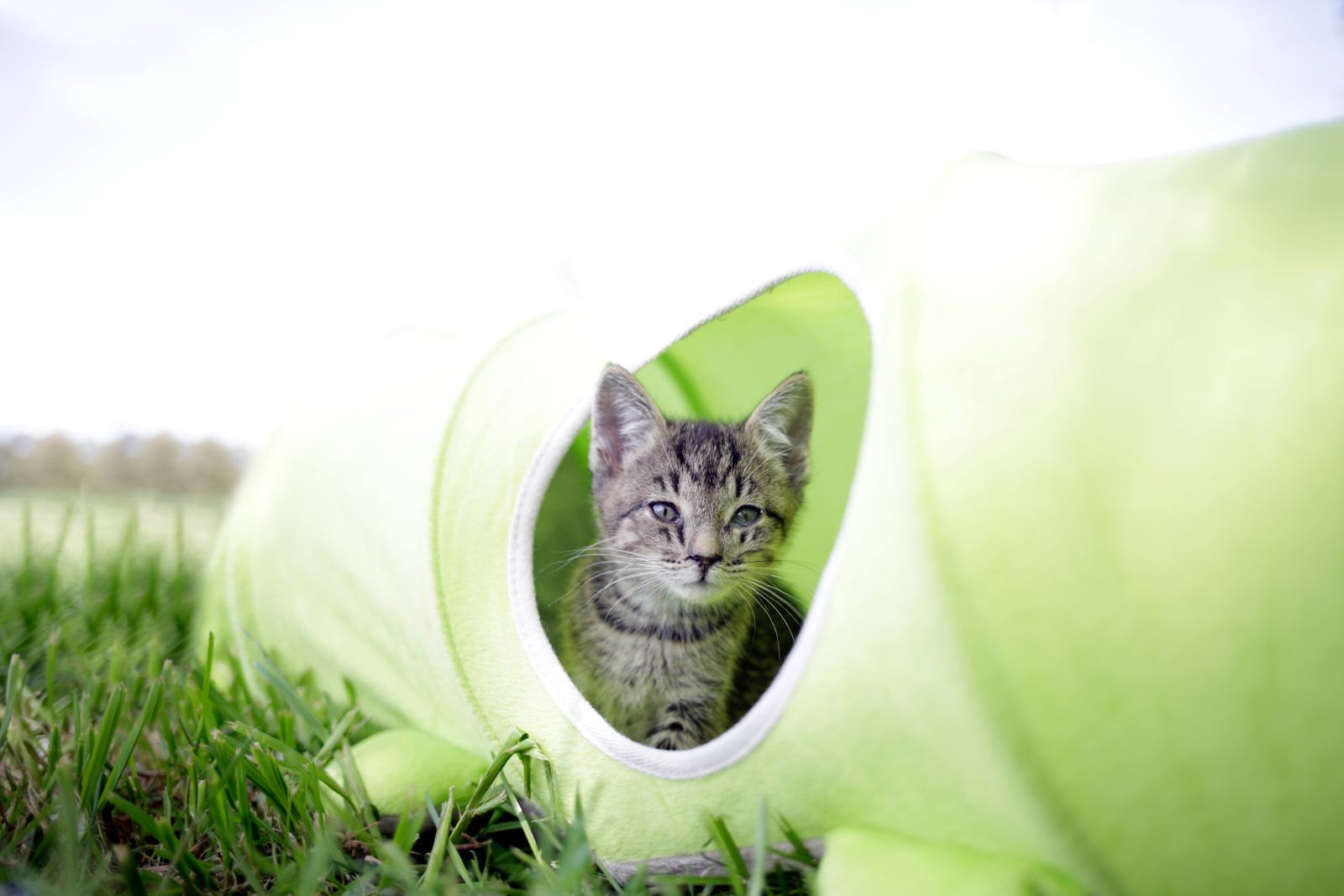 Kerbl Pet Raupe tunnel gatto bruco peluche 170 cm pieghevole