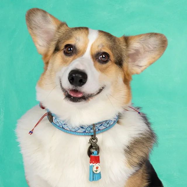 Dog with a Mission Dutchie Collare Pelle Blu L 40-47 cm