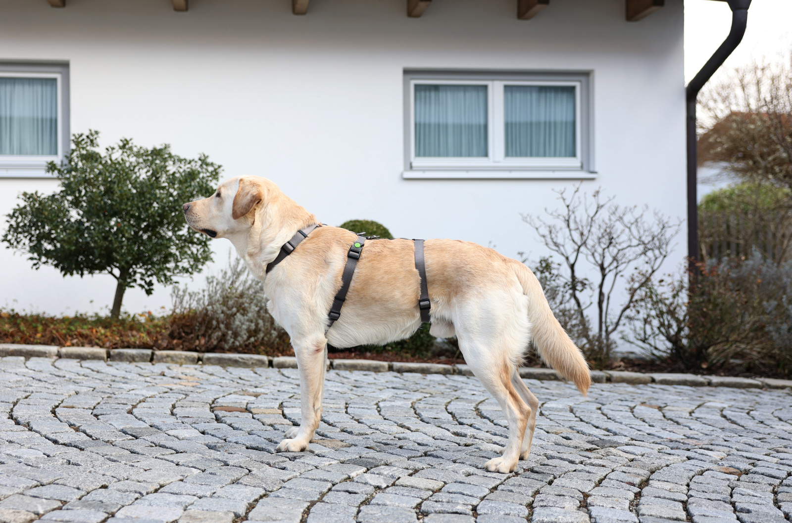 Kerbl Pet Panic Harness Miami pettorina antifuga nylon