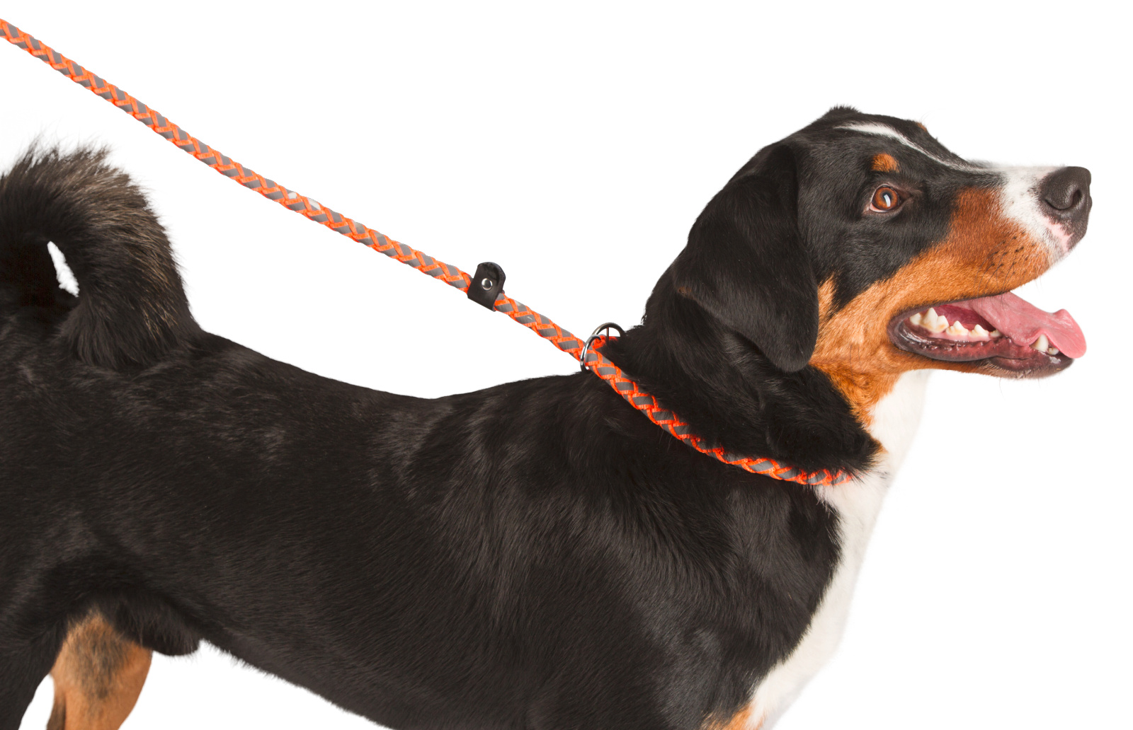 Kerbl Slip Leash Maxi Safe guinzaglio cane nylon riflettente
