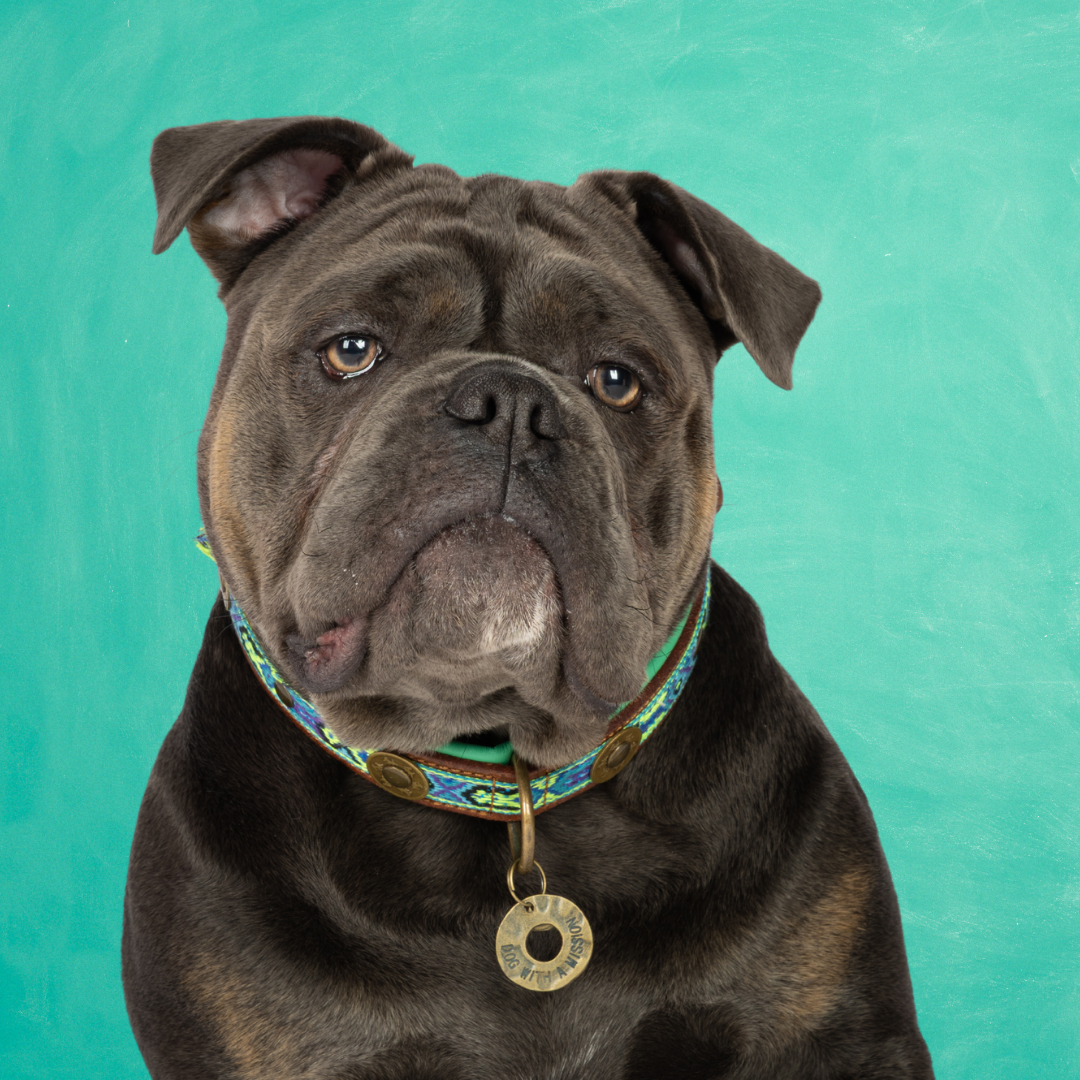 Dog with a Mission Boho Juan collare cane L blu 40-47 cm pelle