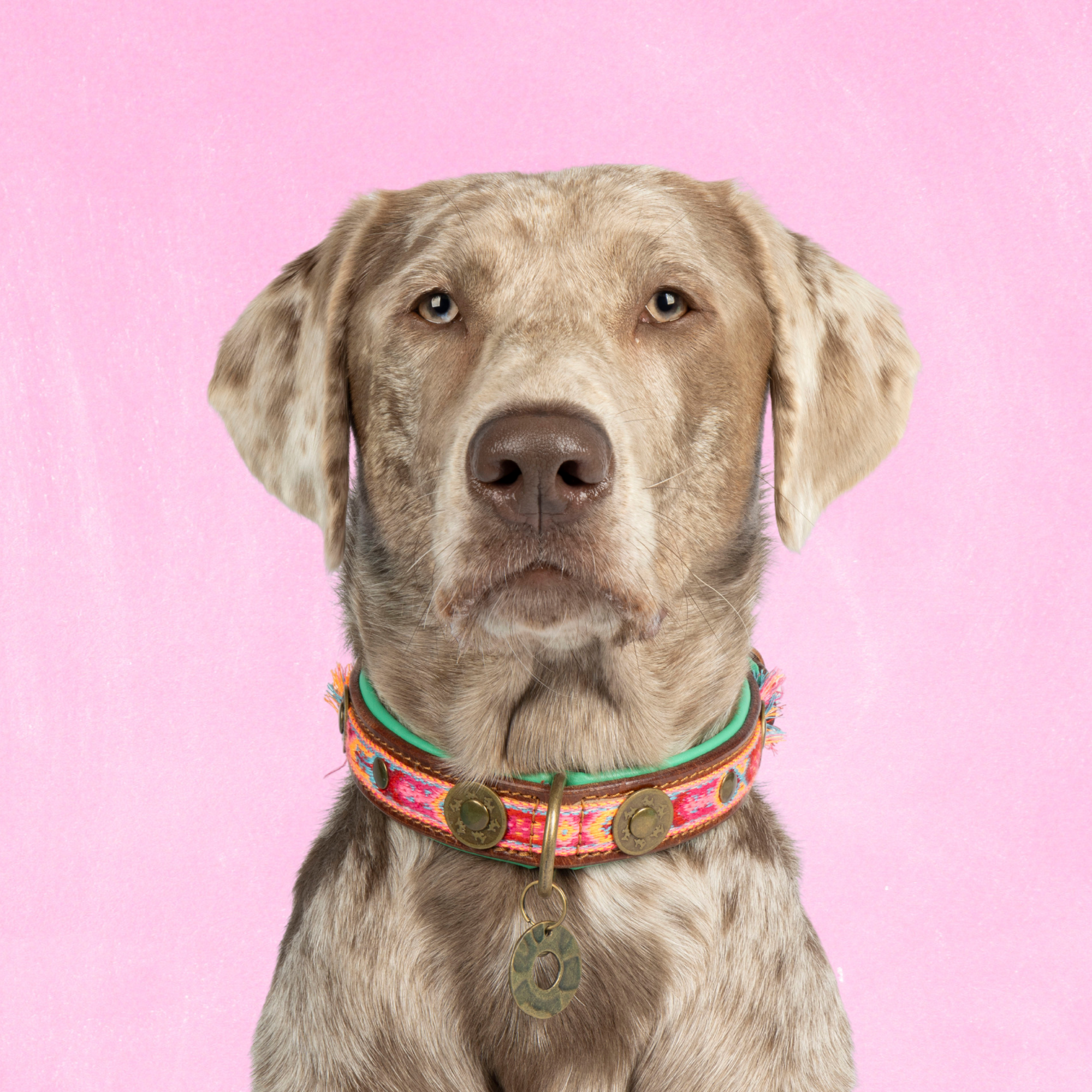 Dog with a Mission Boho Rosa Collare Cane L Rosa Pelle