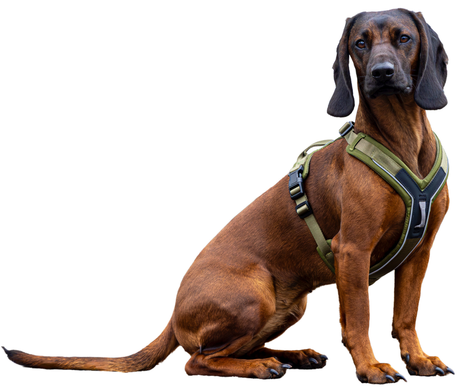 Kerbl Pet Harness Dallas pettorina cane a Y regolabile