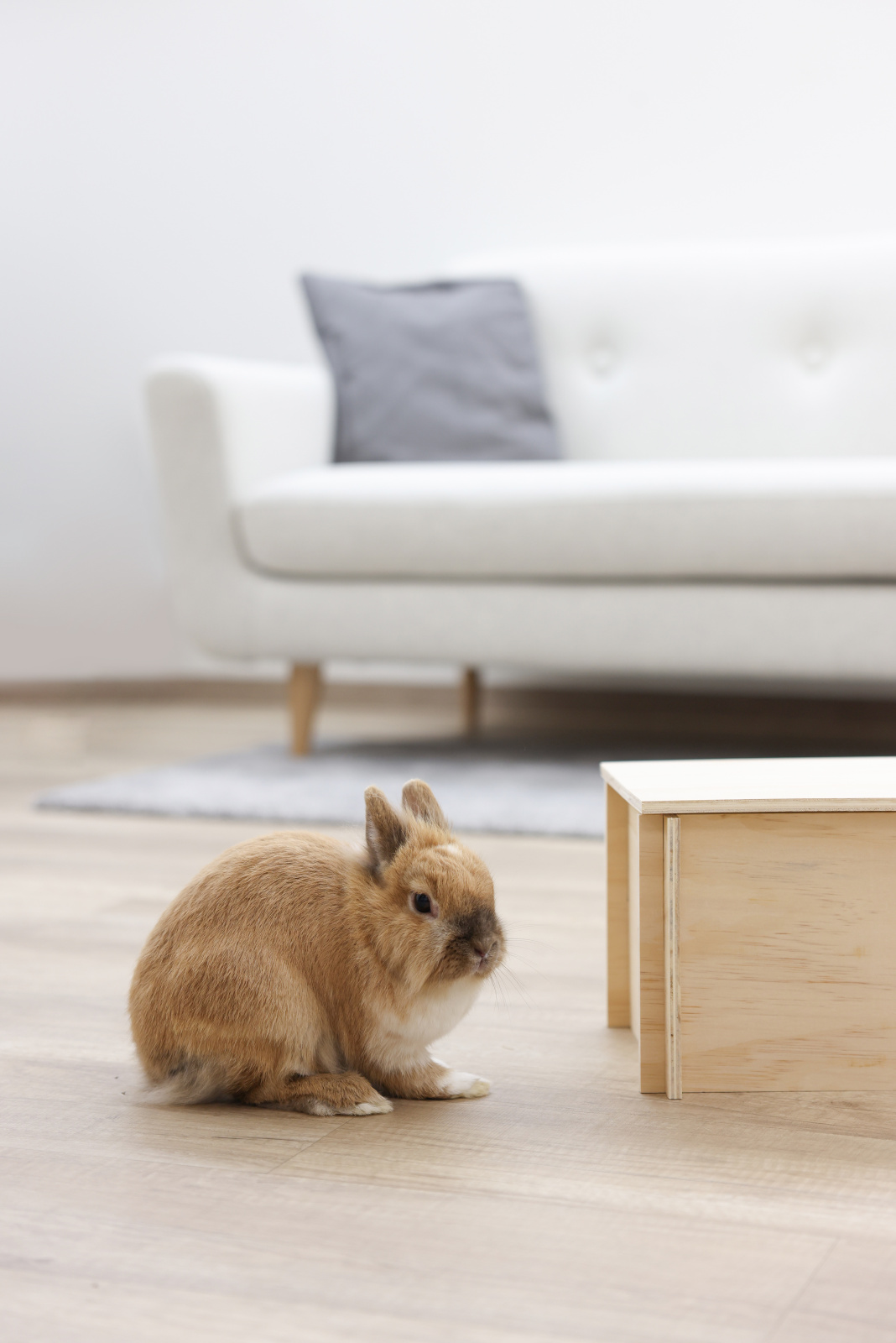 Kerbl Pet Rodent Cabin Natural casetta roditori legno