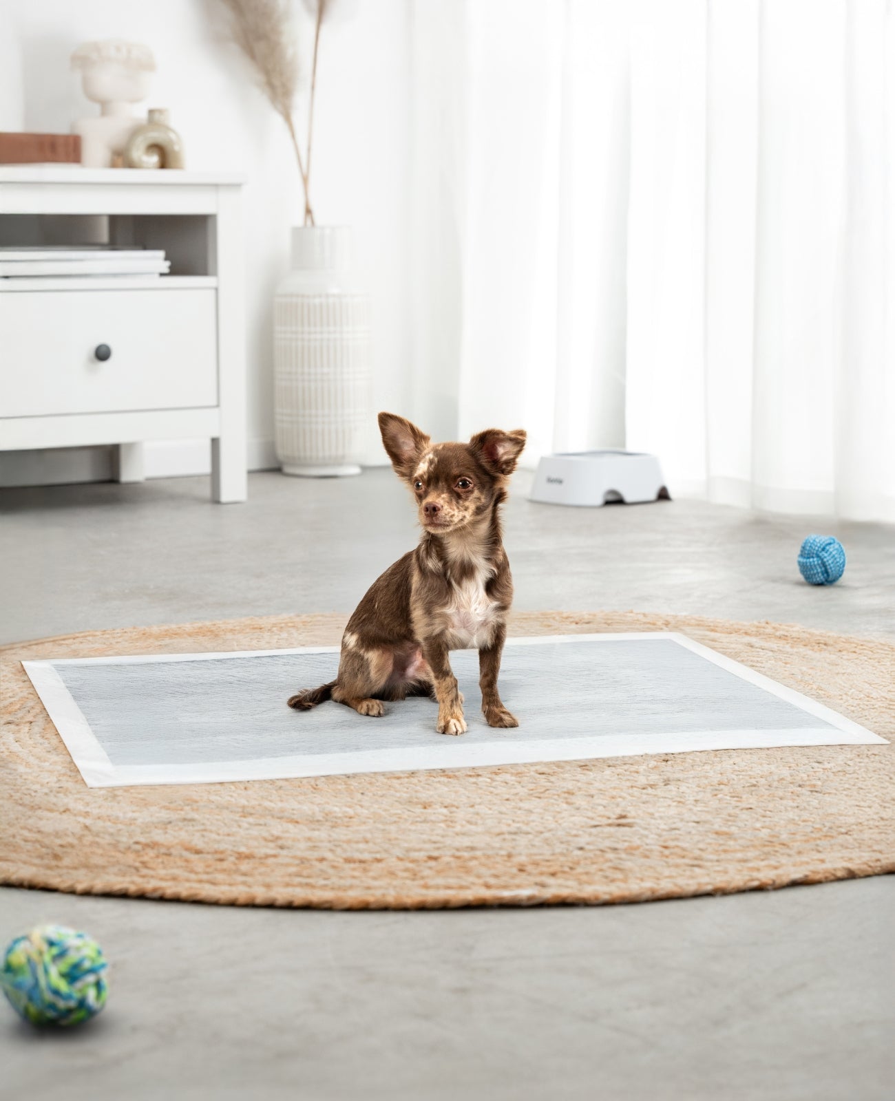 Lionto Hunde-Welpenausstattung traversina igienica 60x60 cm 50 pezzi carbone