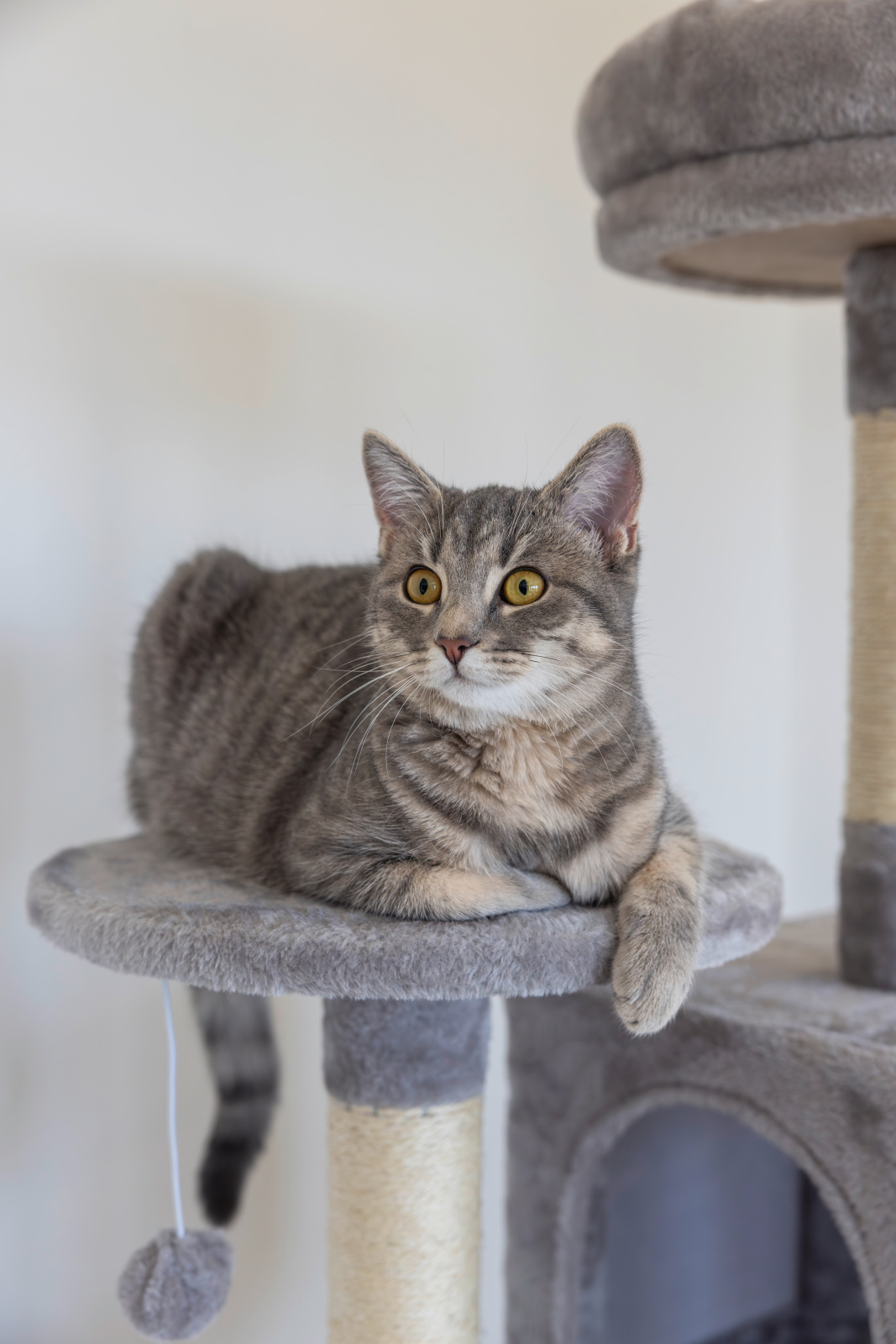 Kerbl Pet Levi tiragraffi gatto due cucce grotta sisal