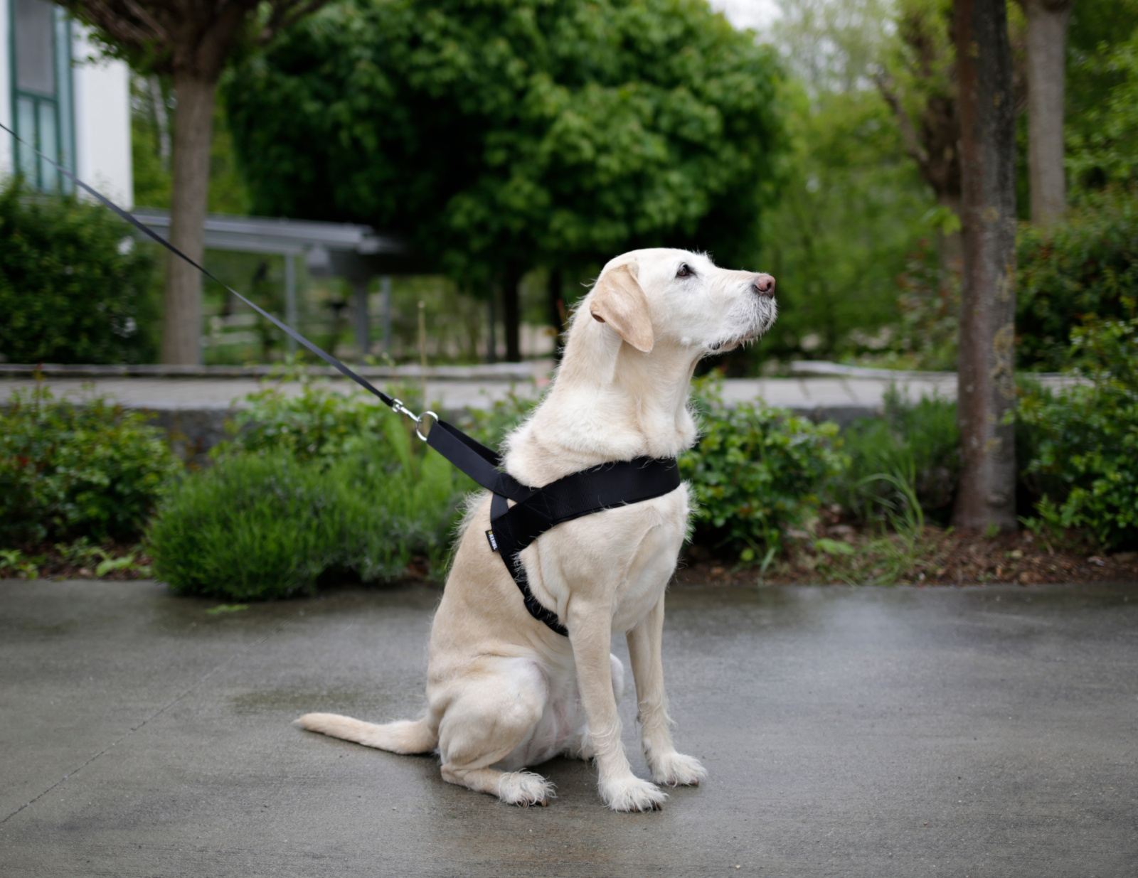 Kerbl Miami Plus pettorina cane nylon imbottita clip
