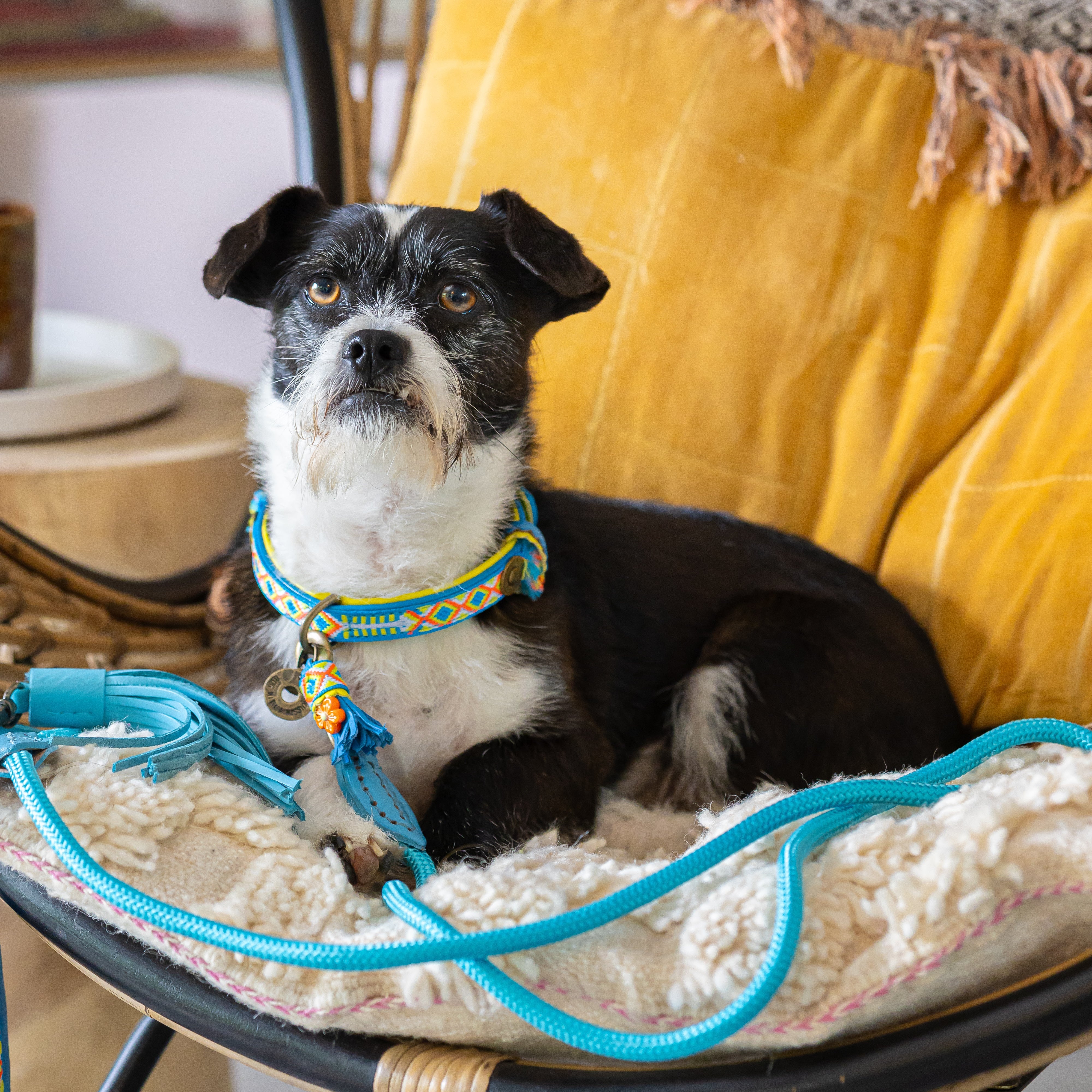 Dog with a Mission Classic Pacific Guinzaglio S Blu 155 cm