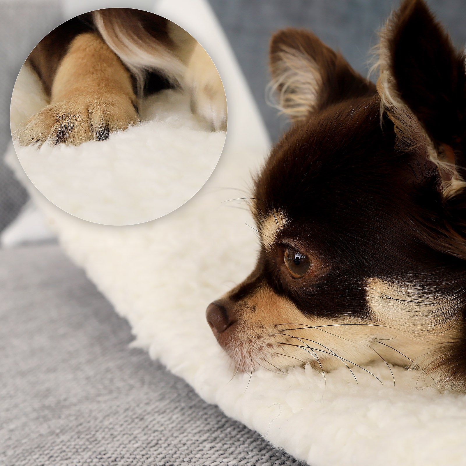 Lionto Hundebetten materassino termico cani 60x45 cm autoriscaldante