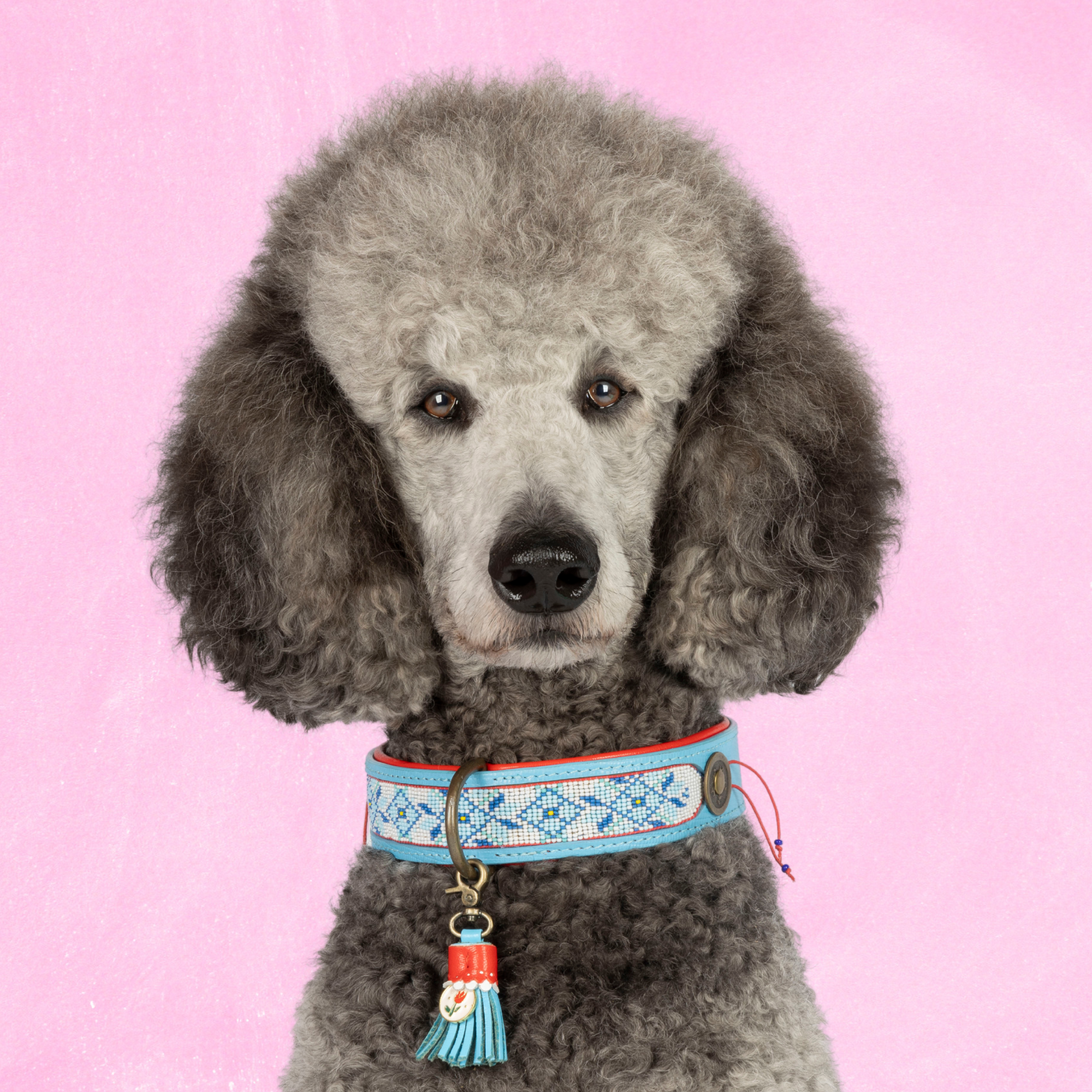 Dog with a Mission Dutchie Collare Cane L Azzurro Pelle