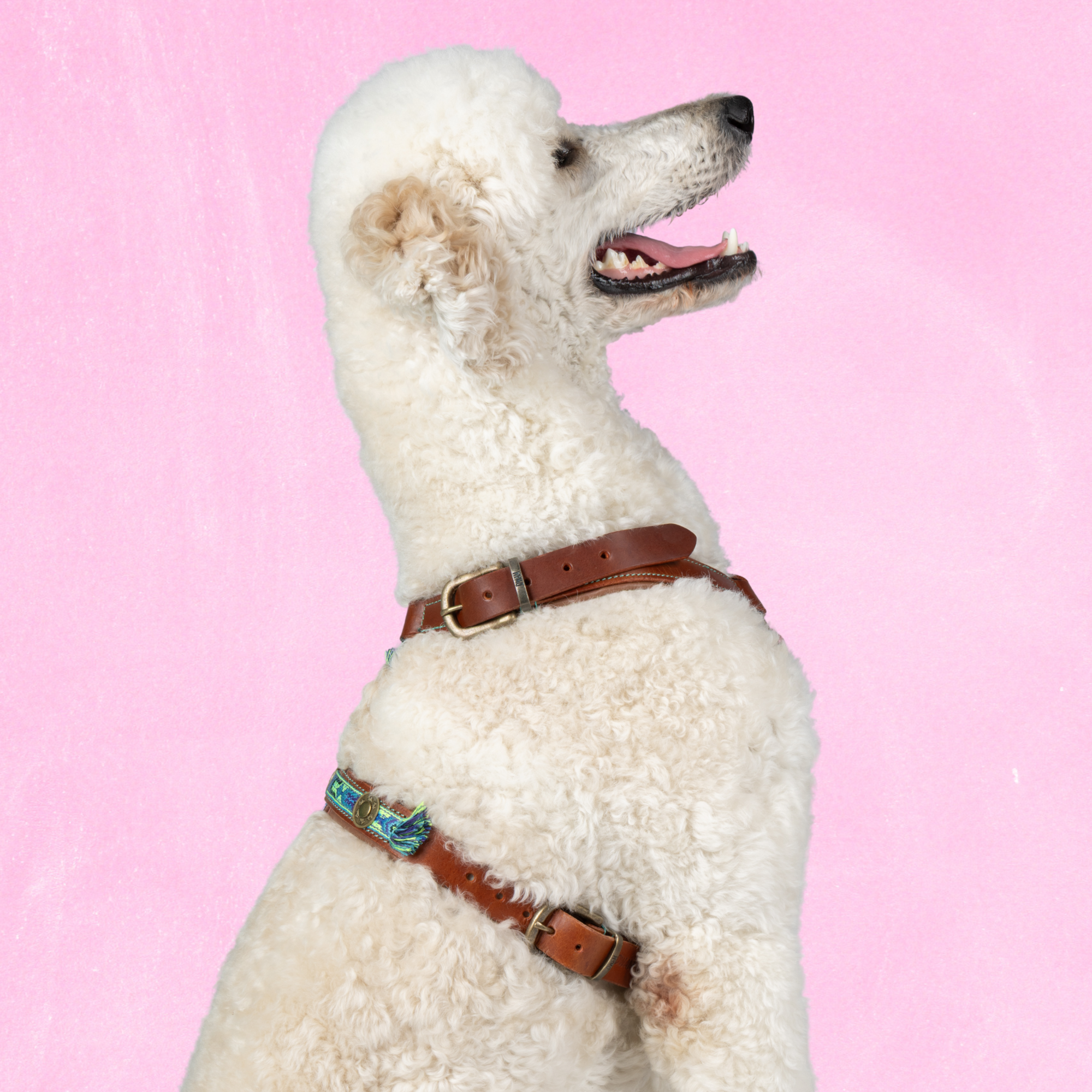 Dog with a Mission Boho Juan pettorina pelle blu L