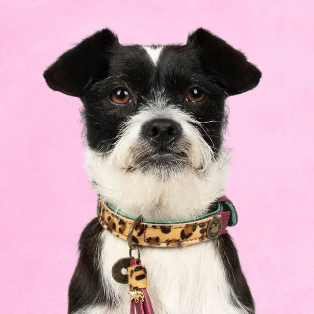 Dog with a Mission Lou Lou Collare Cane S Bordeaux 30-33 cm