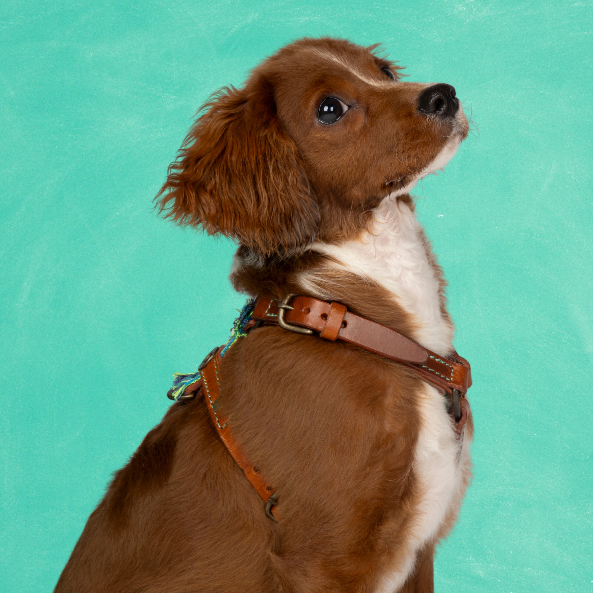 Dog with a Mission Boho Juan Pettorina Cane XXS Blu 33-39 cm Pelle