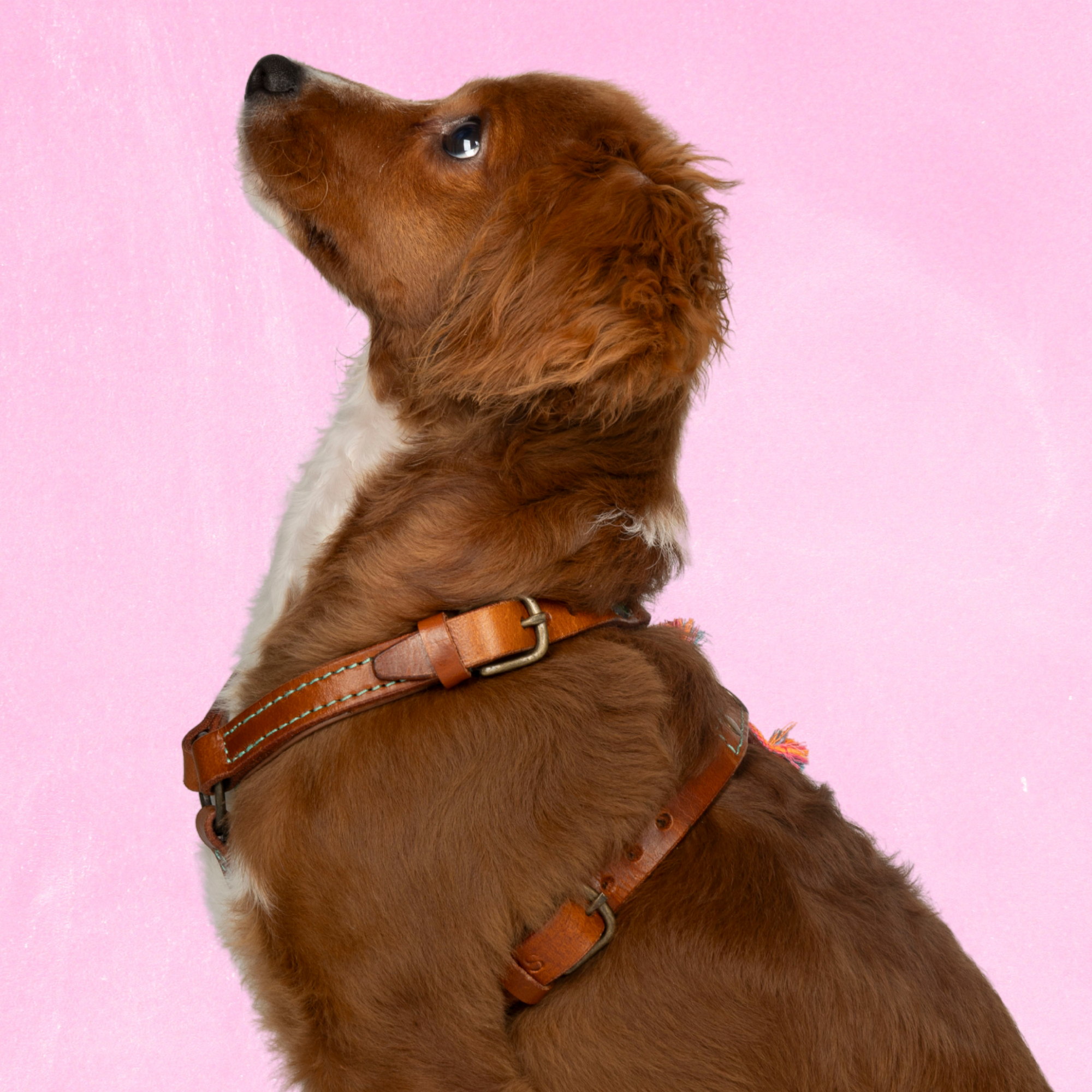 Dog with a Mission Boho Rosa pettorina cane pelle XXS