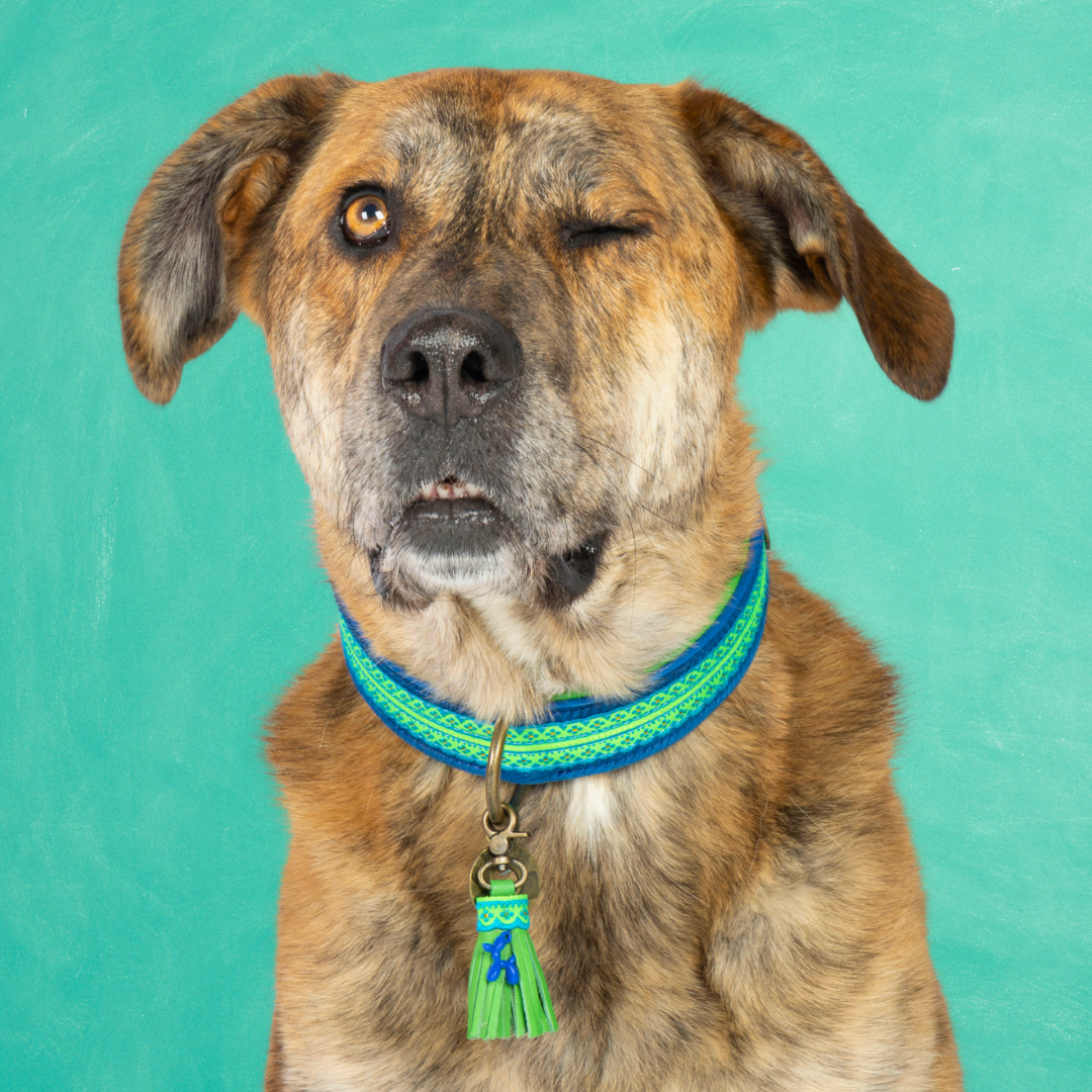 Dog with a Mission Zula collare cane XL 48-57 cm blu verde