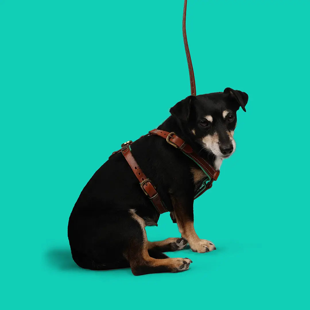 Dog with a Mission Rock pettorina pelle S marrone 45,5-58 cm