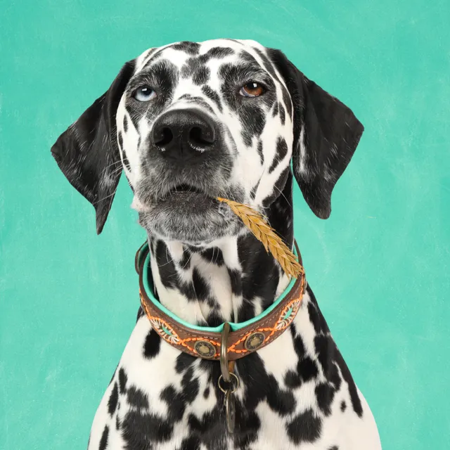 Dog with a Mission Urban Joplin collare cane L marrone 40-47 cm